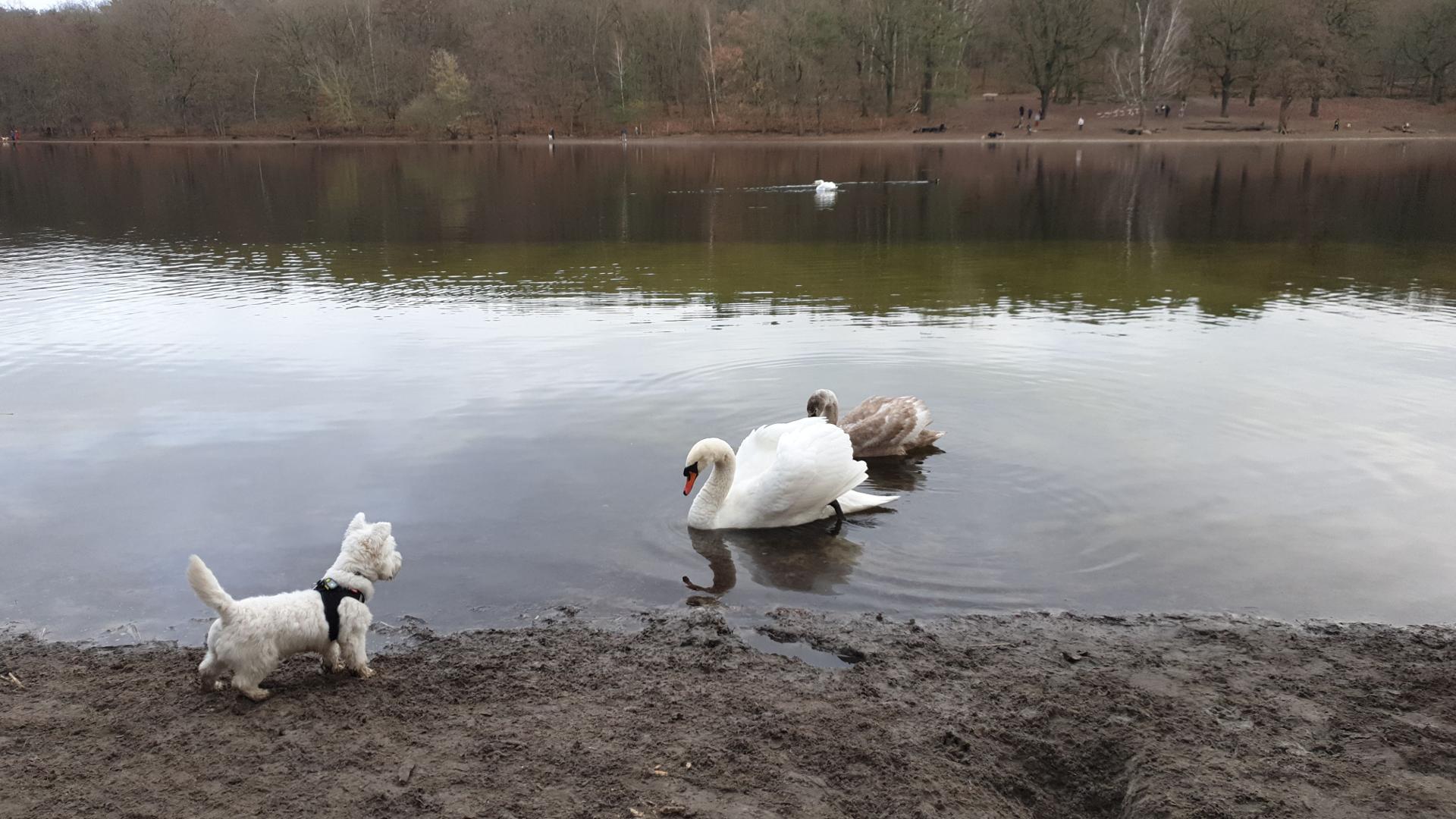 Leeloo in the Grunewald forest