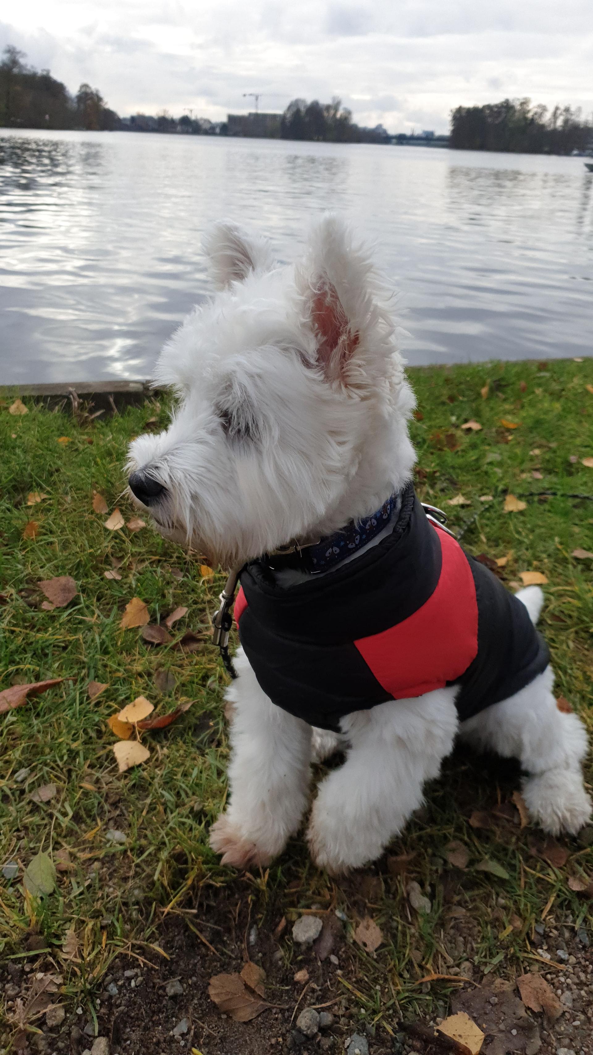 Leeloo by the lake in Berlin