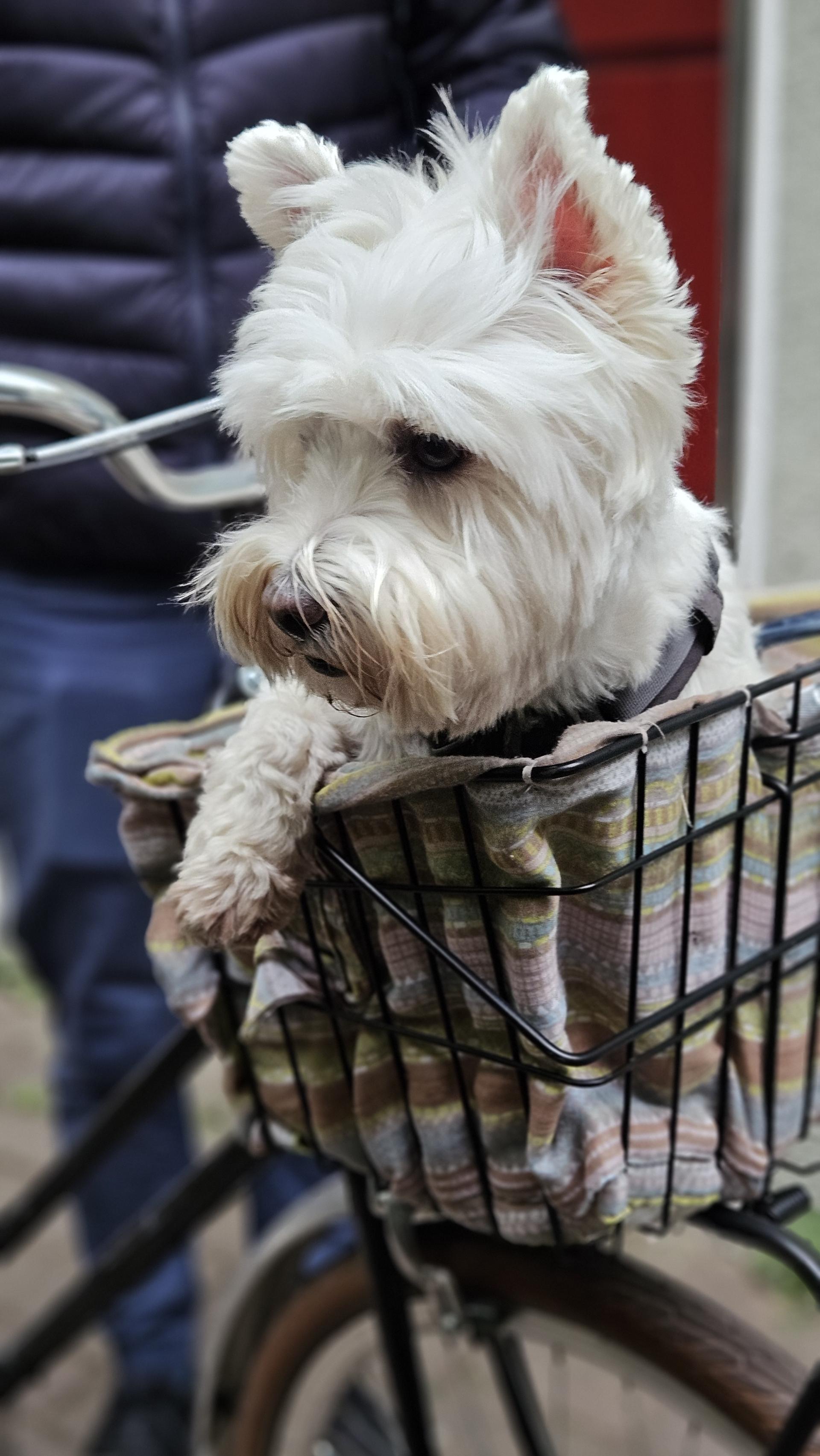 Leeloo in a bike basket