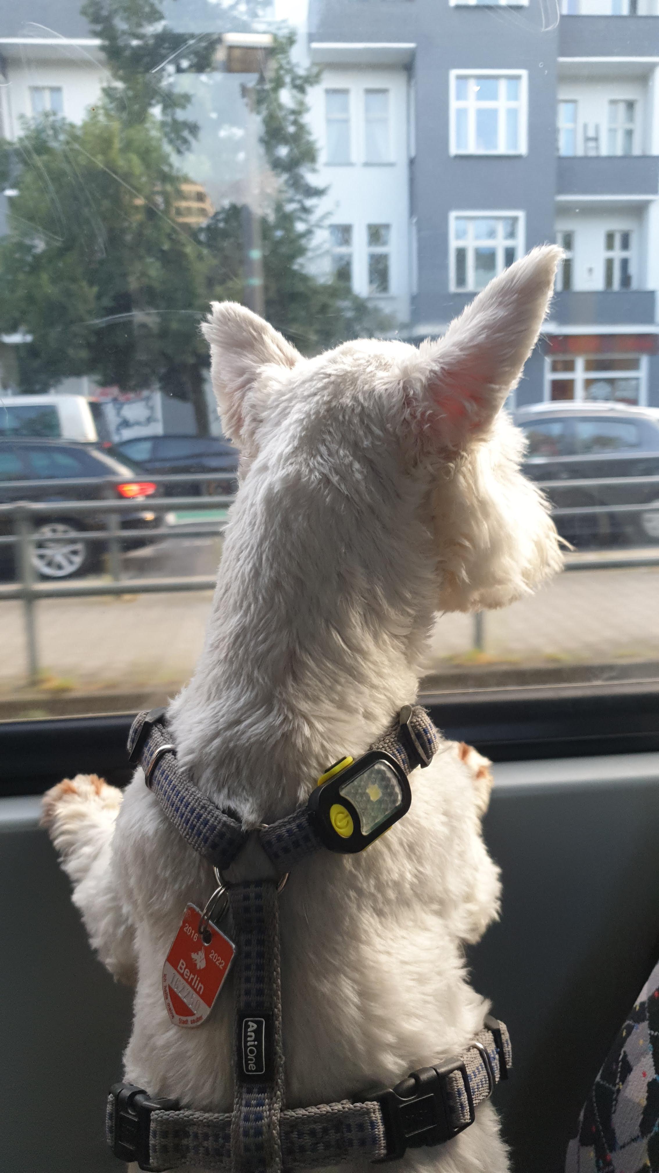Leeloo in a tram