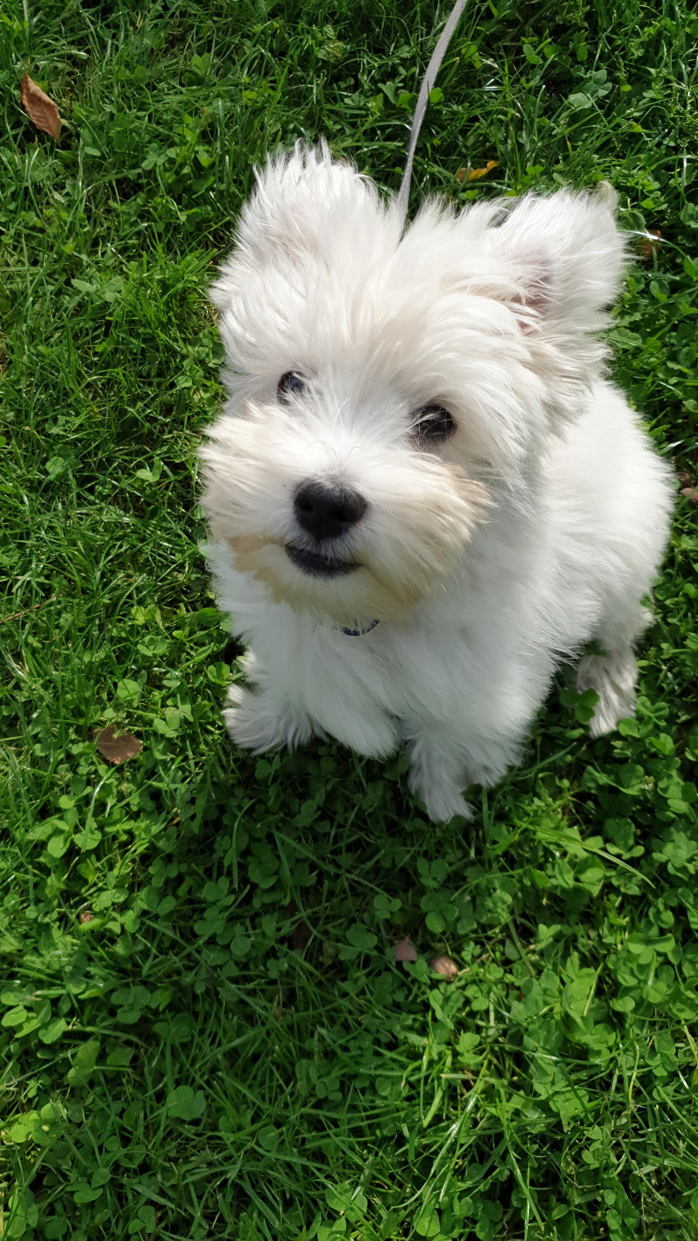 Baby Leeloo in a park