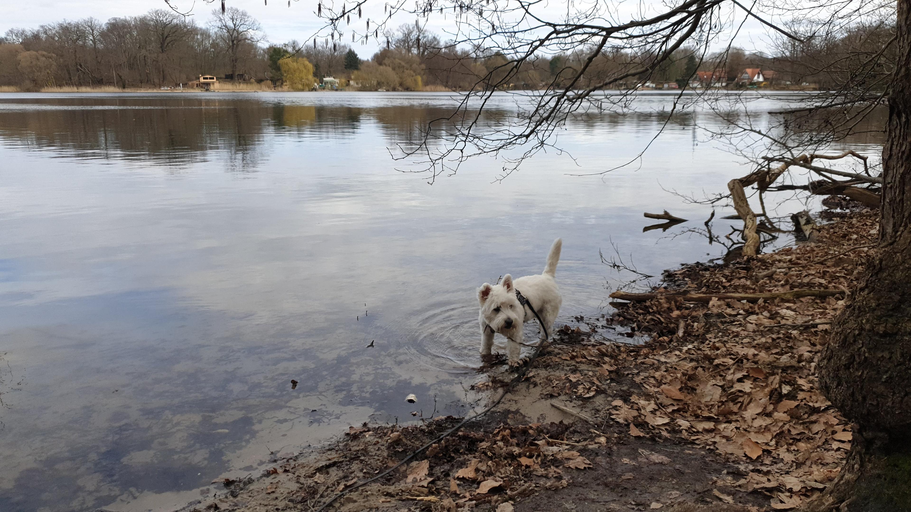 Leeloo exploring a new lake