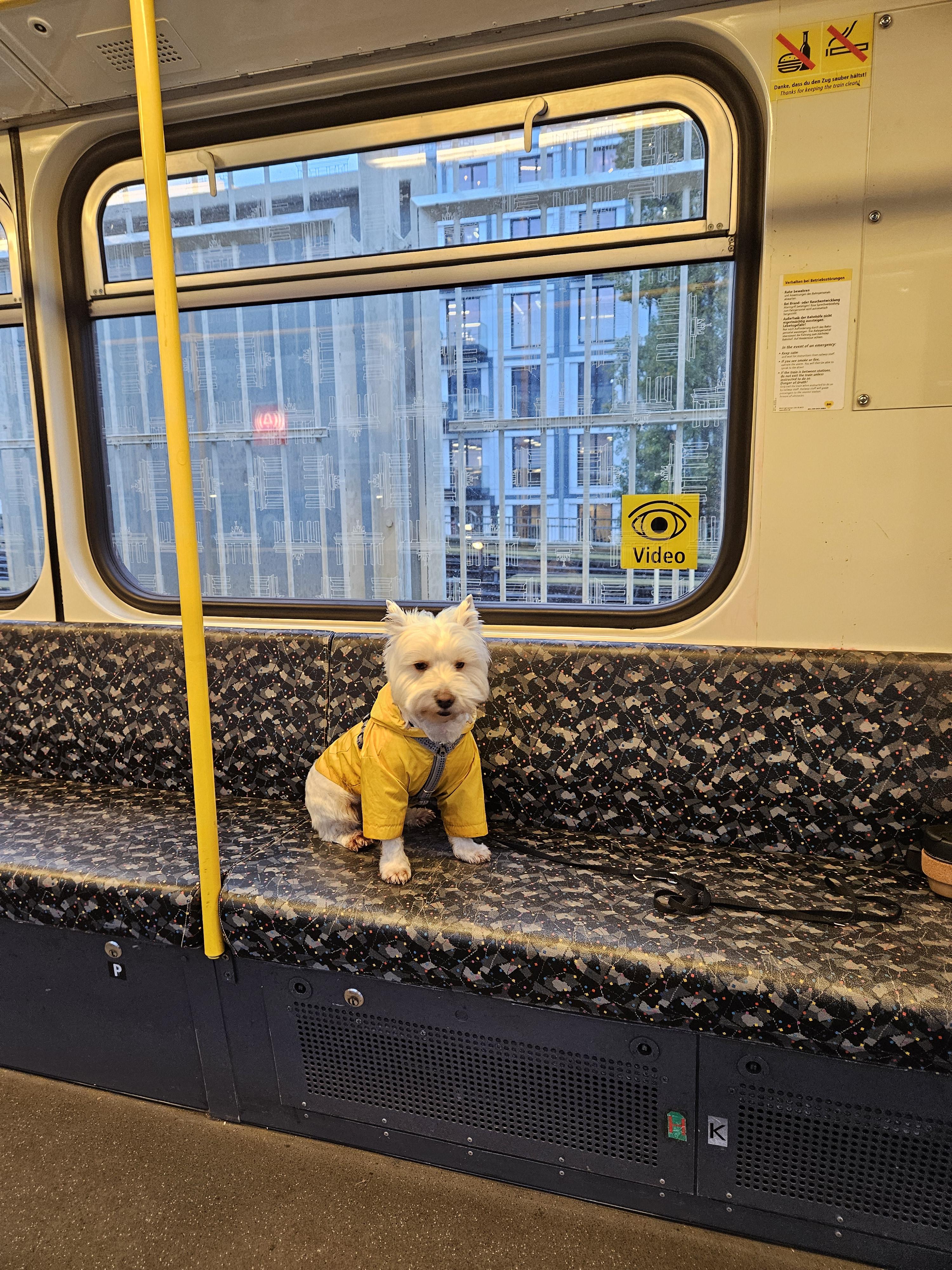 Leeloo in an U-Bahn train (notice the matching style with the seats!)