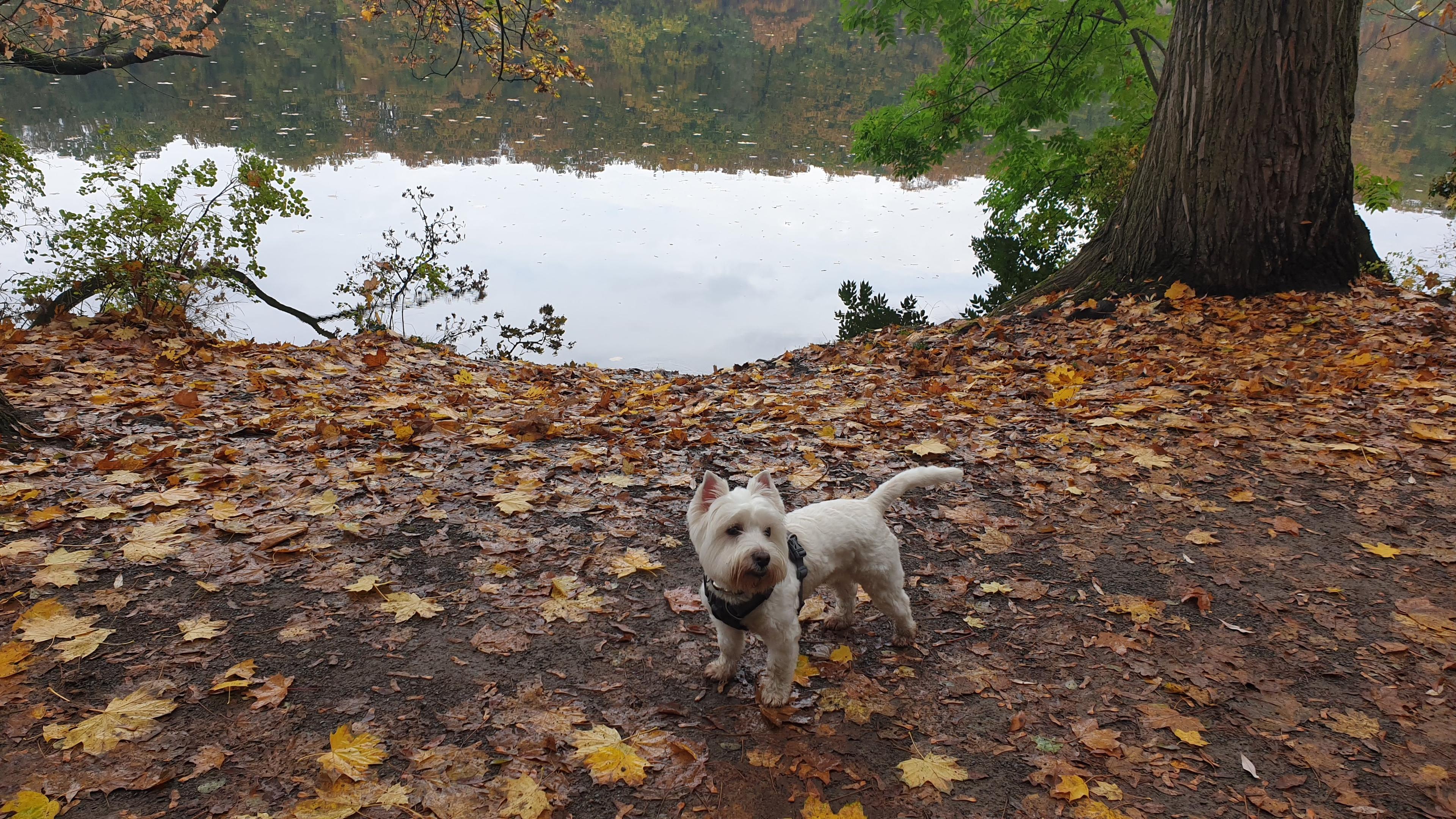 Leeloo in a forest on a autumn day