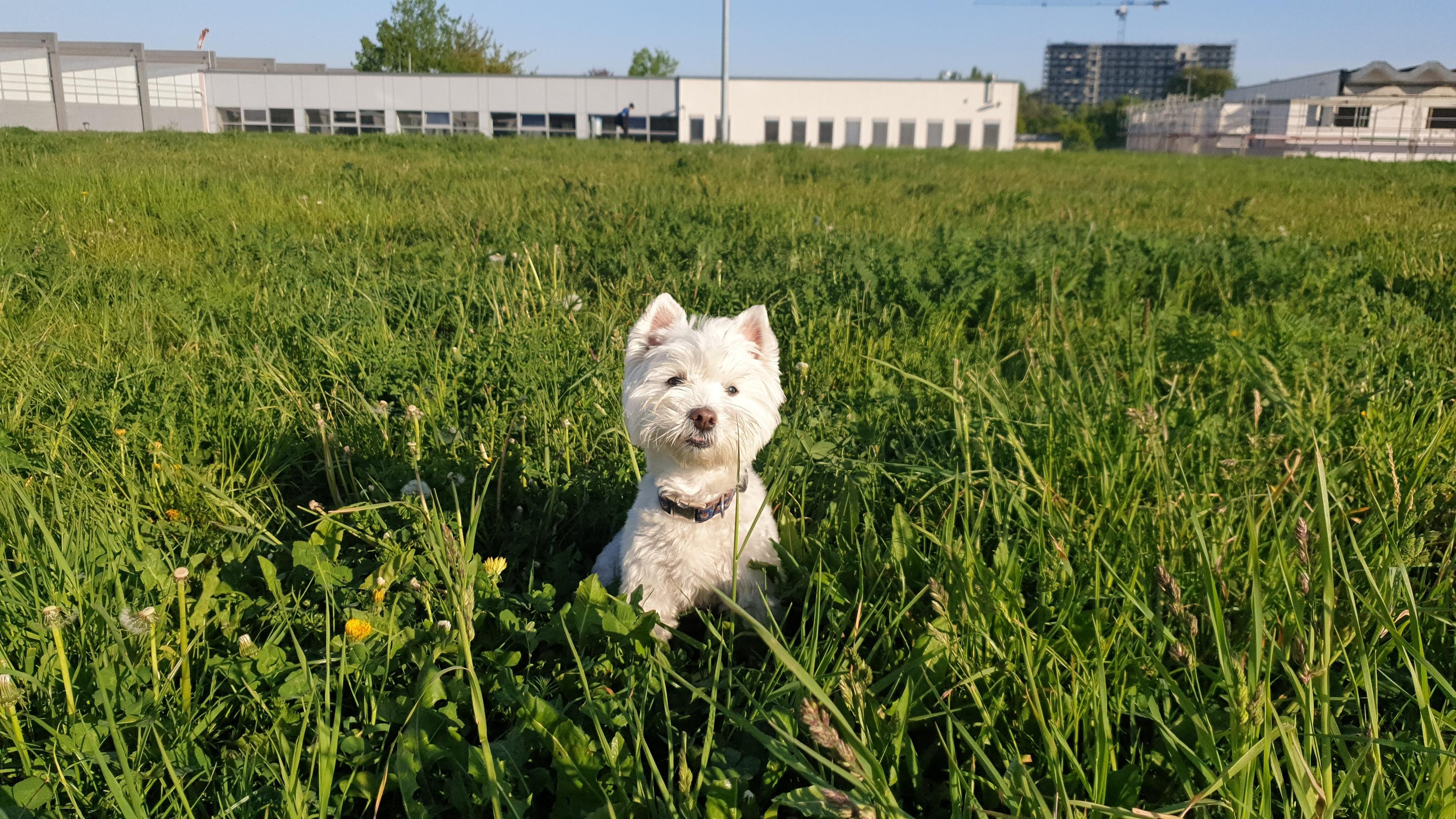 Leeloo enjoying a sunny day