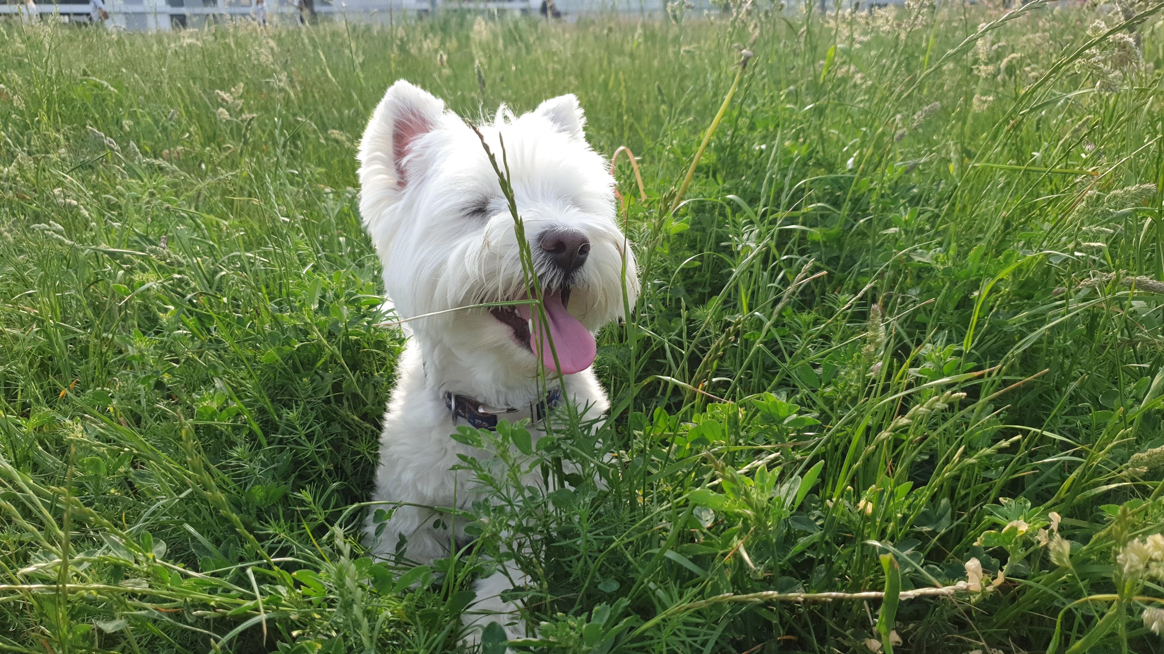 Leeloo exploring a forest trail in Berlin