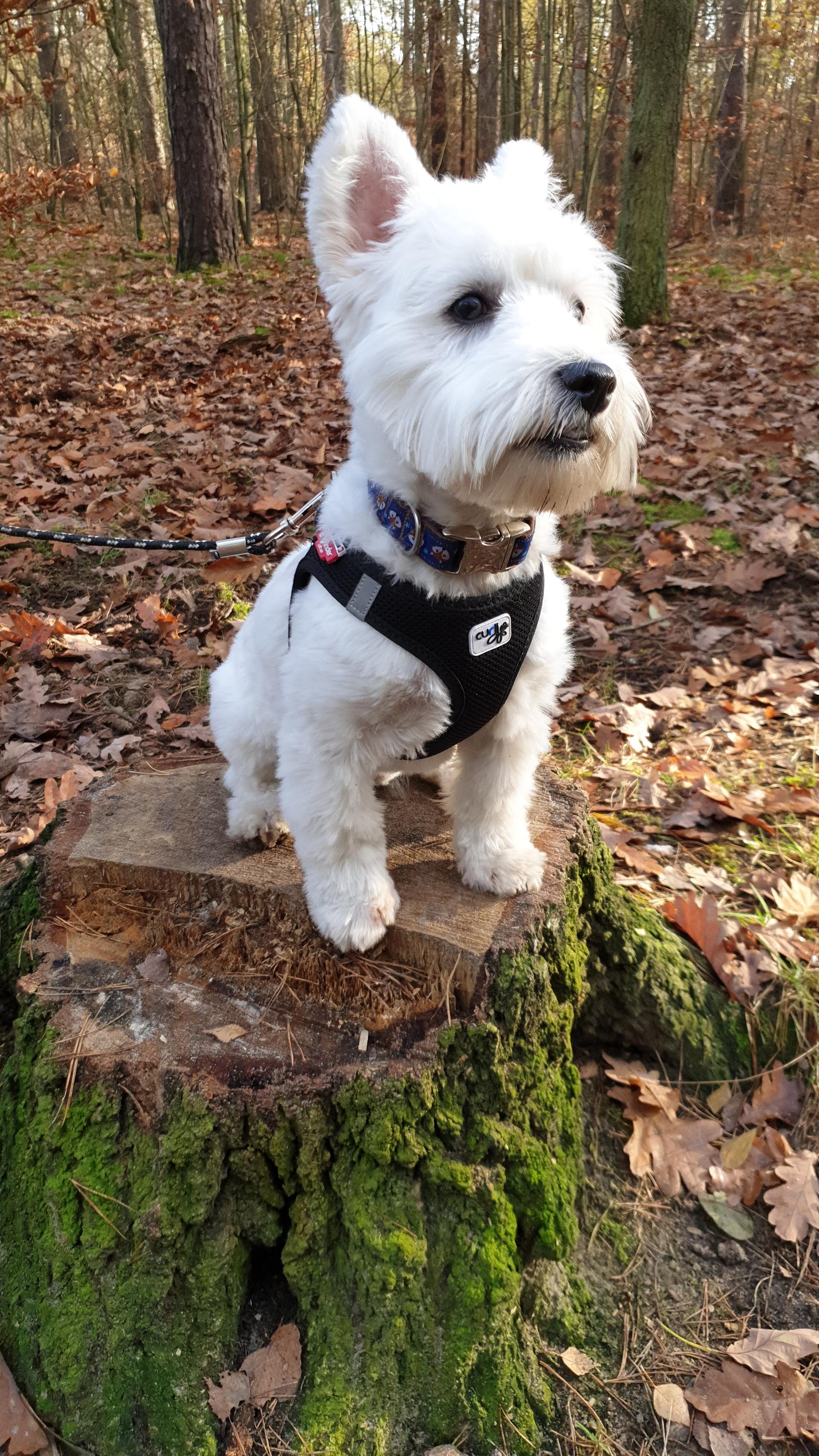 Leeloo's first time in the forest — nose down, tail up