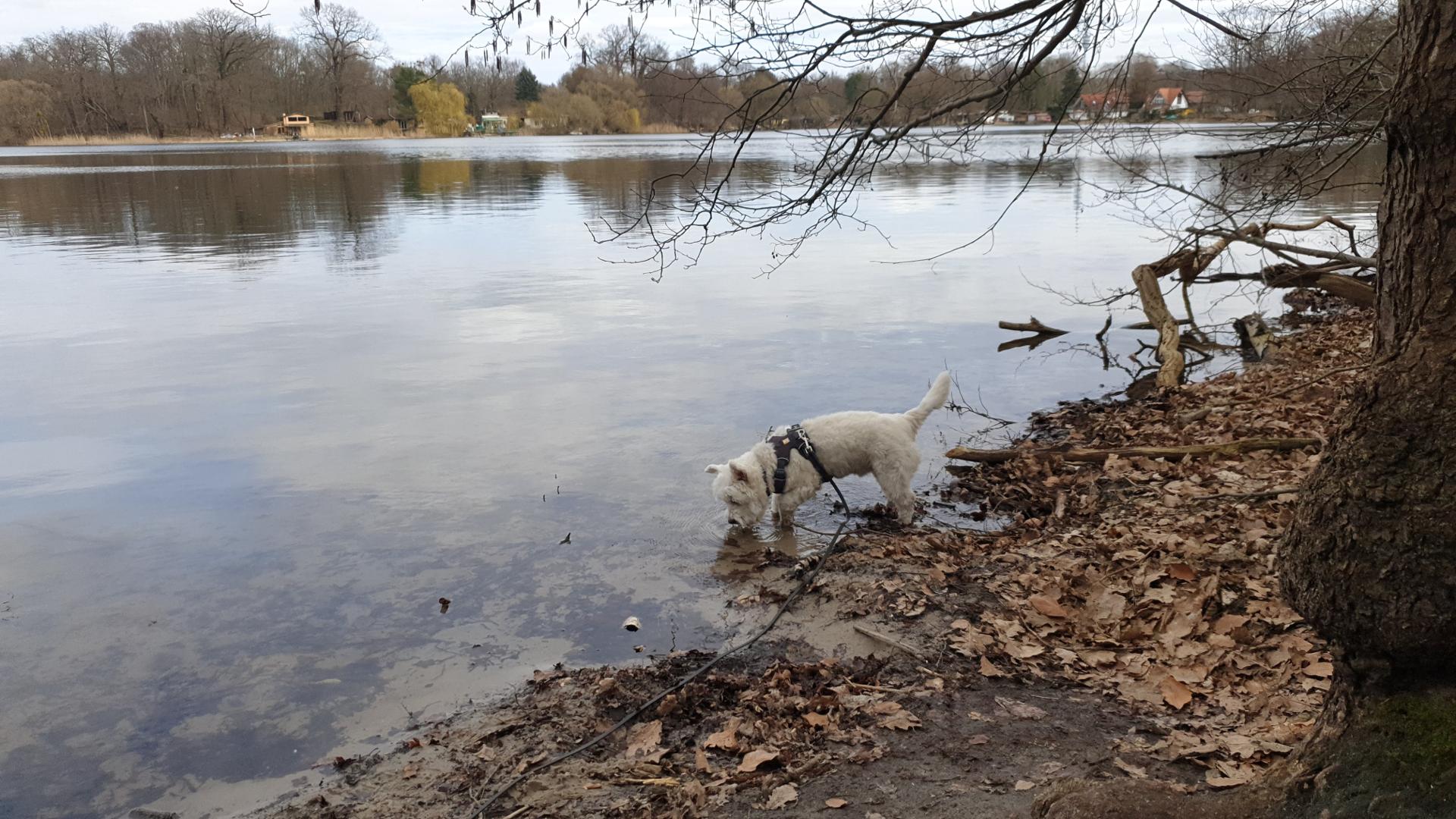 Leeloo taking in all the new smells on a forest trail