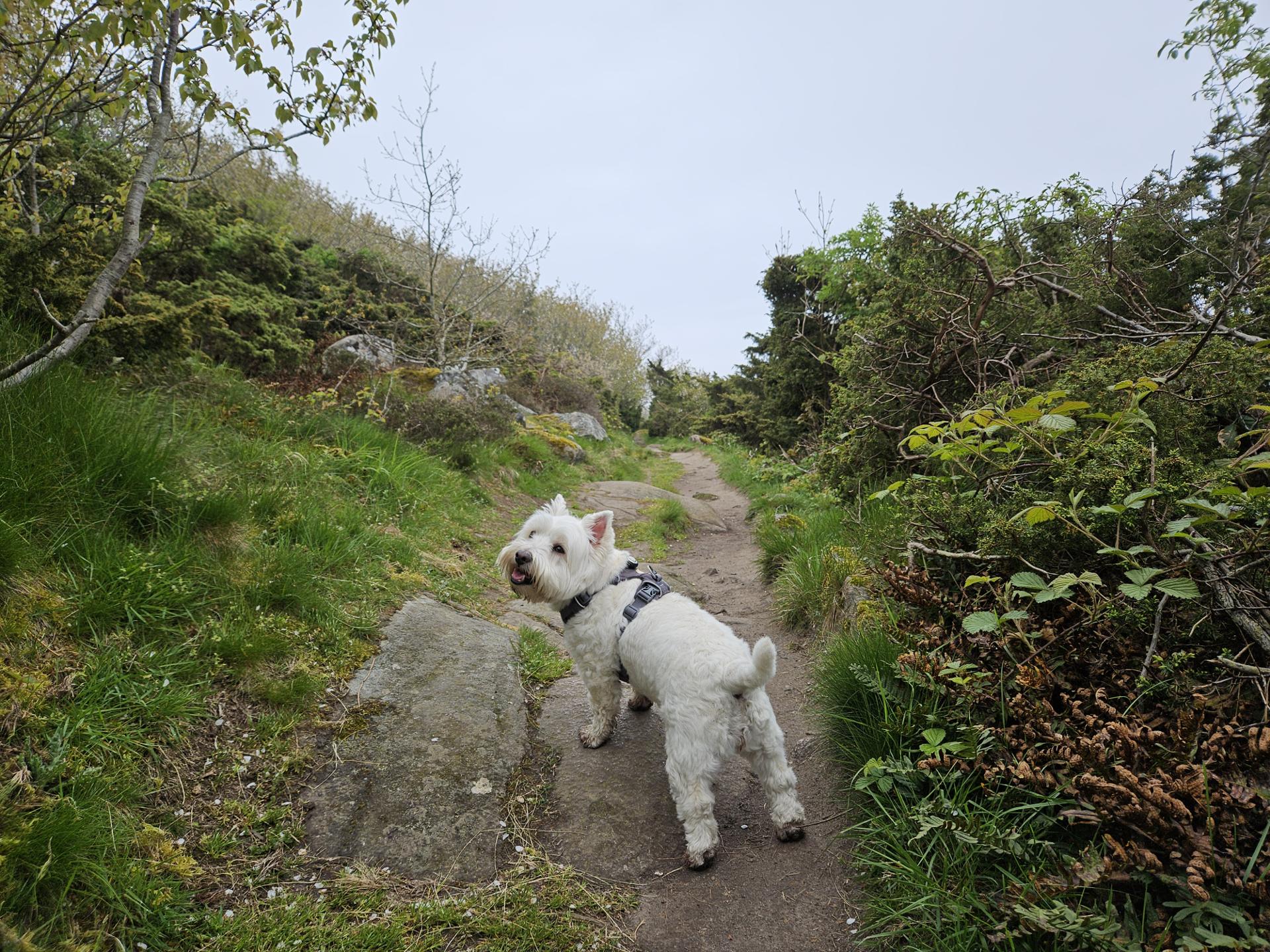 Leeloo looking back at Masha on the trail