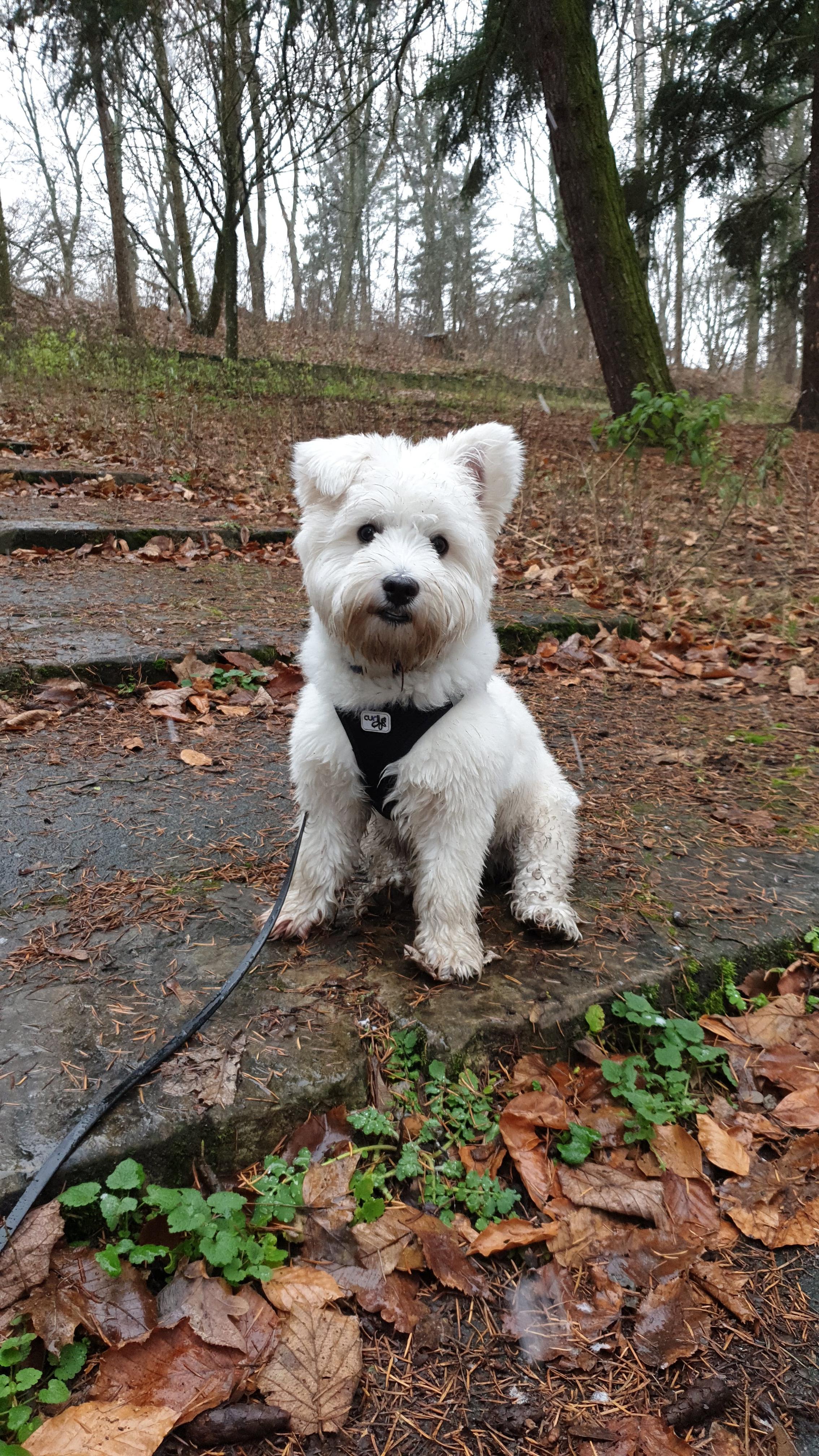 Leeloo in her hiking harness ready to go