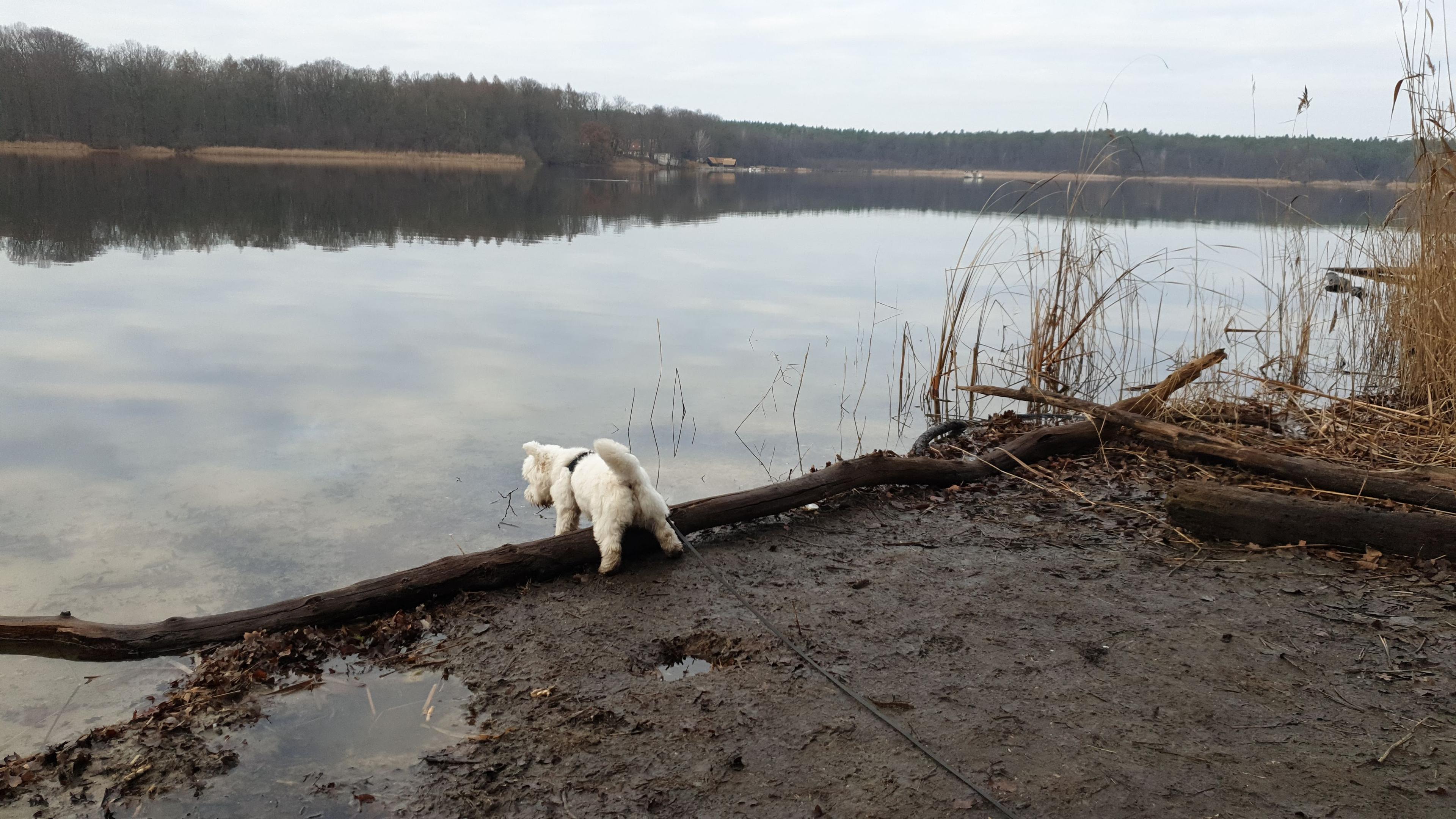 Leeloo exploring a lake for the first time