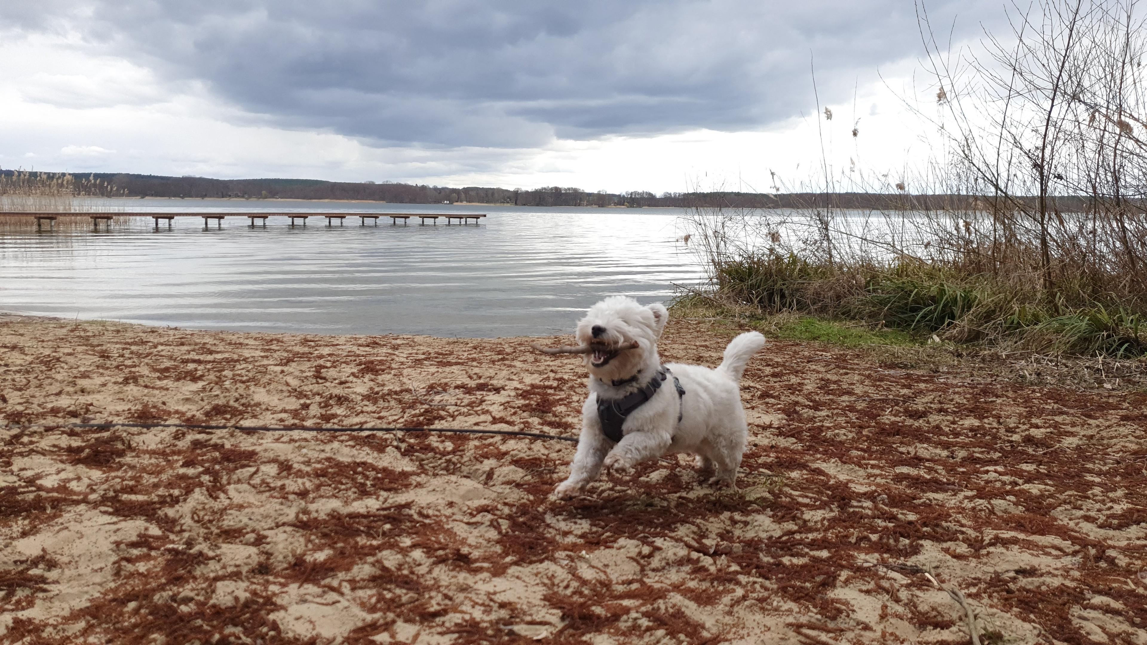 Leeloo found a stick
