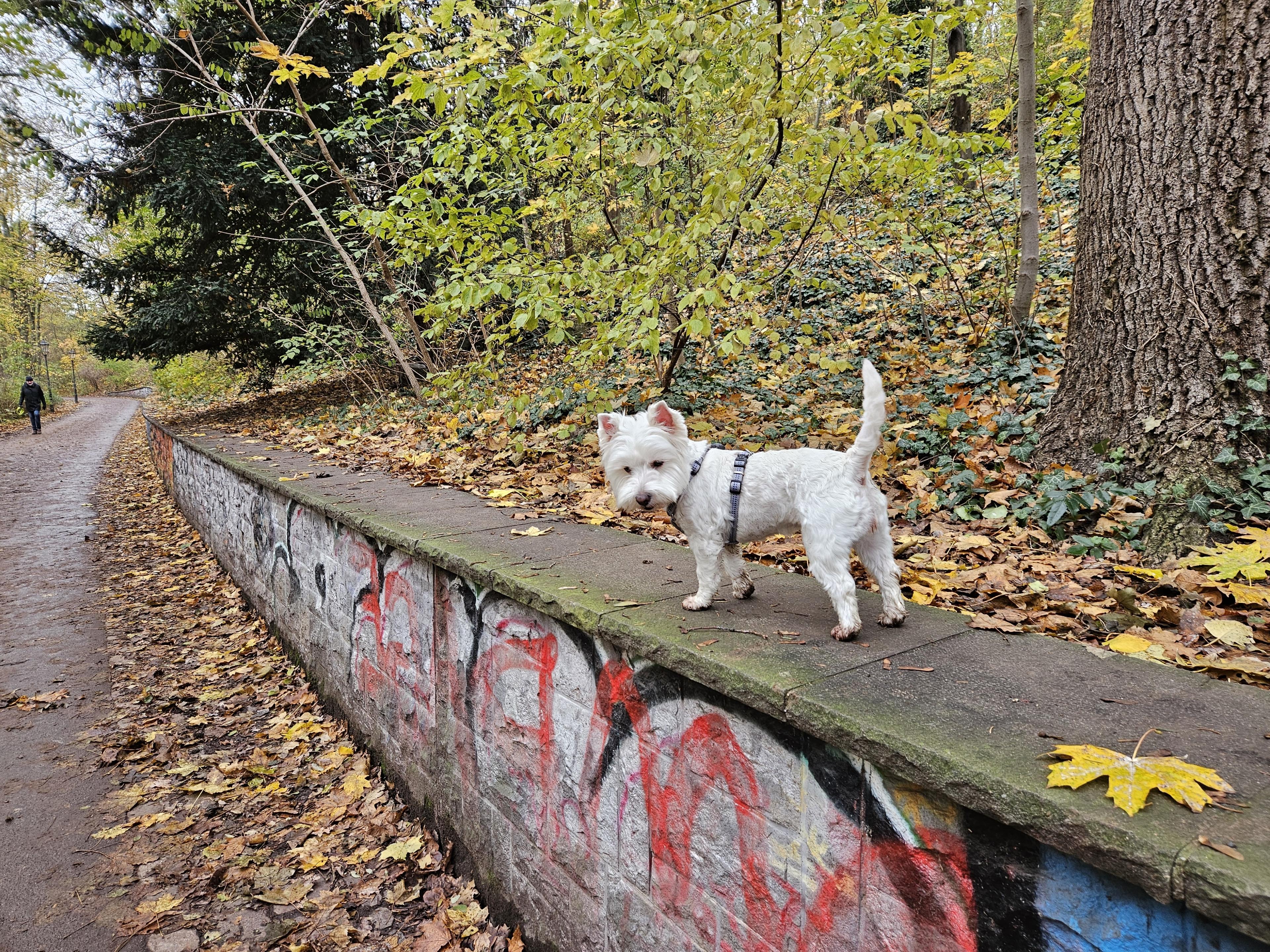Leeloo looking back at her humans on the trail
