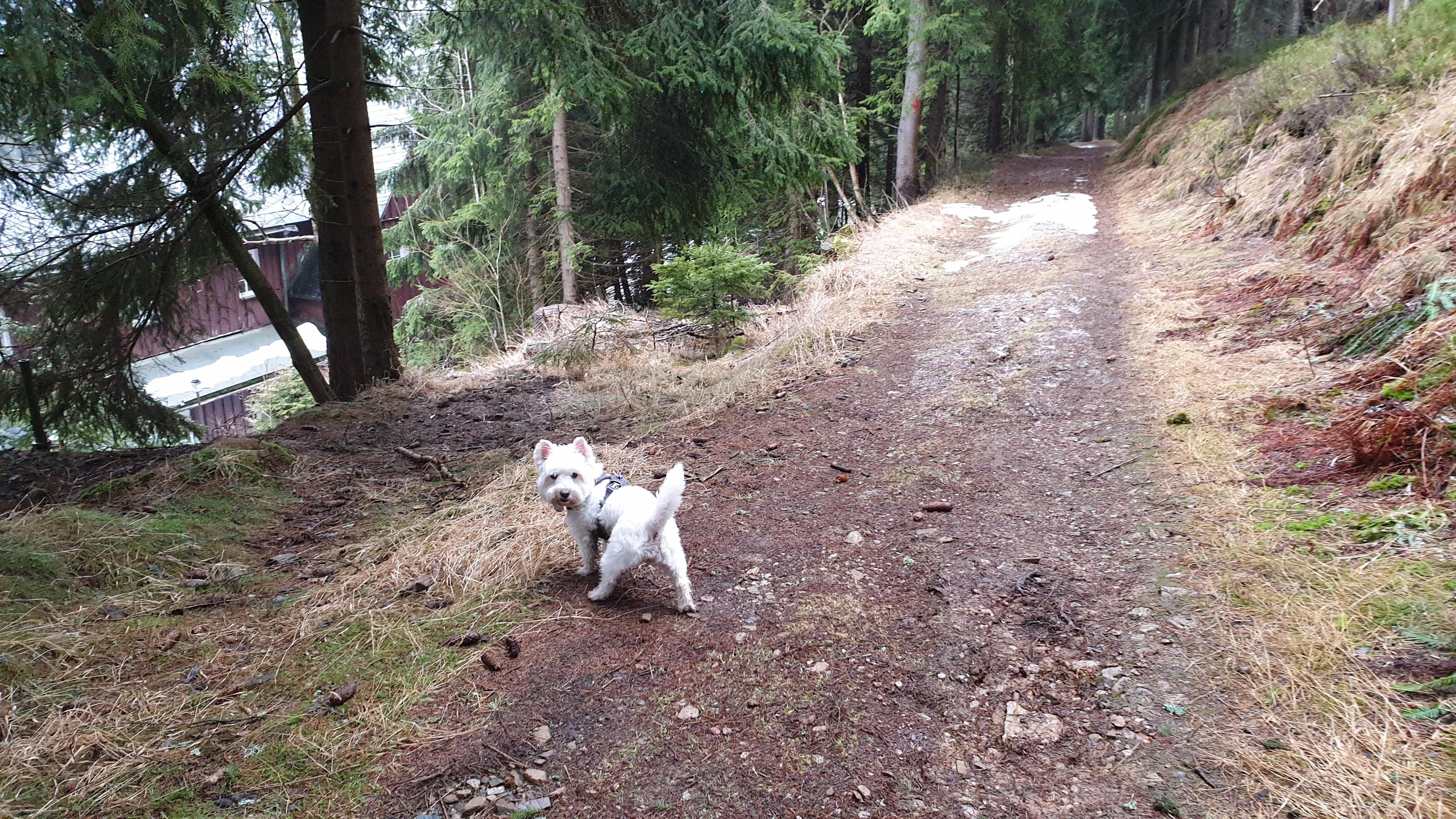 Leeloo looking back at her humans on the trail