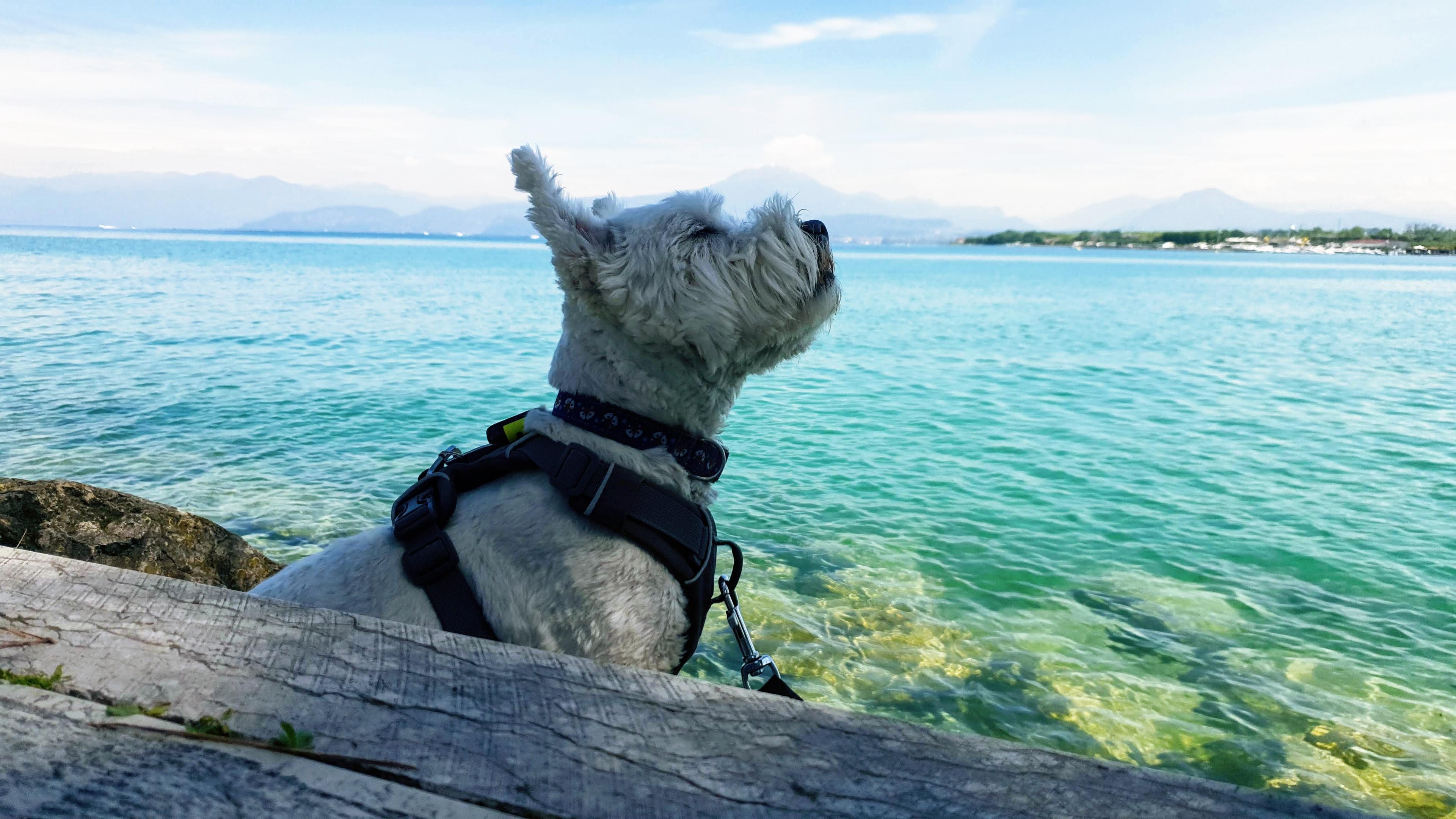 Leeloo hiking near Arco with Lake Garda in the background