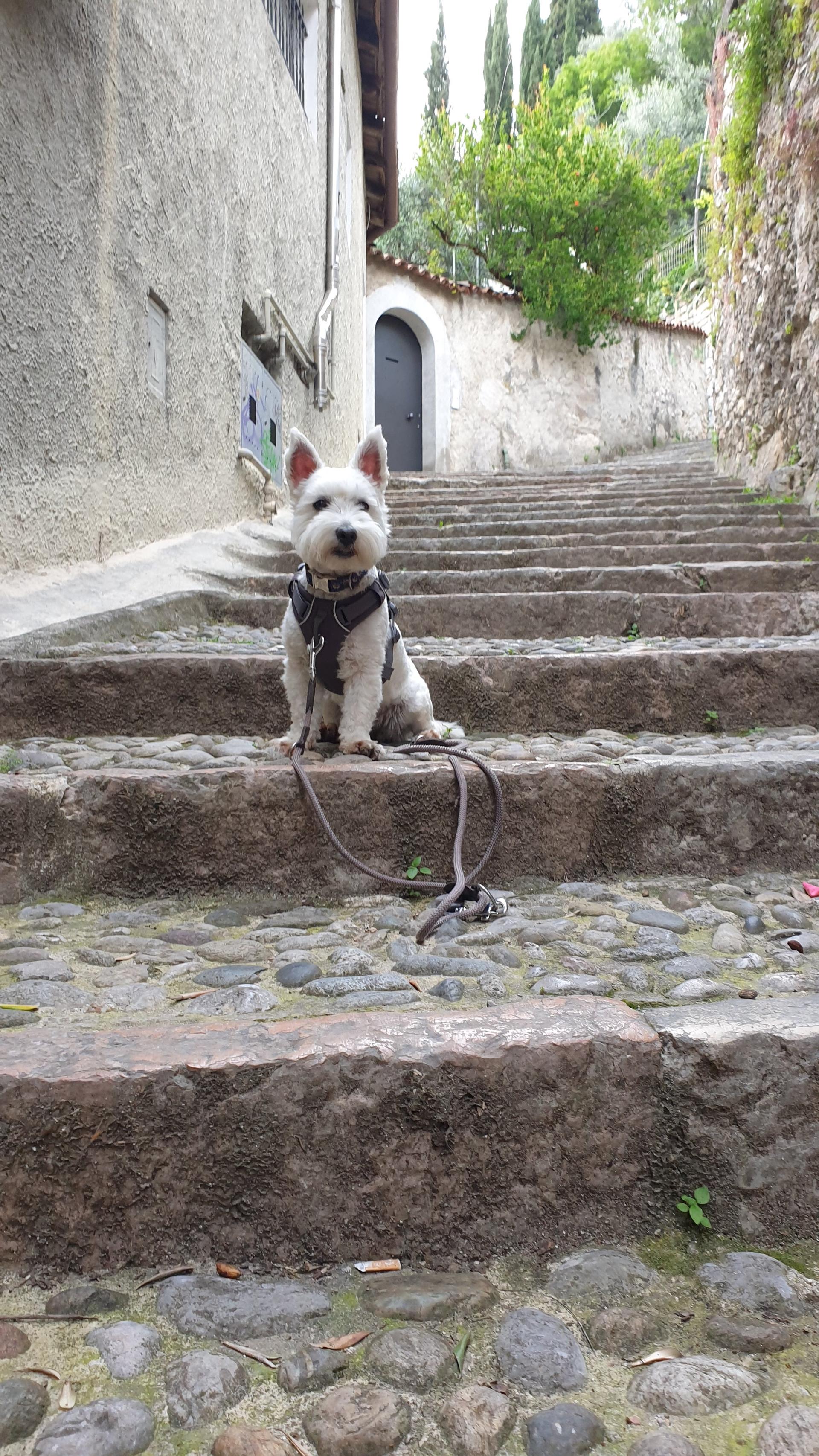 Leeloo on the way to the castle