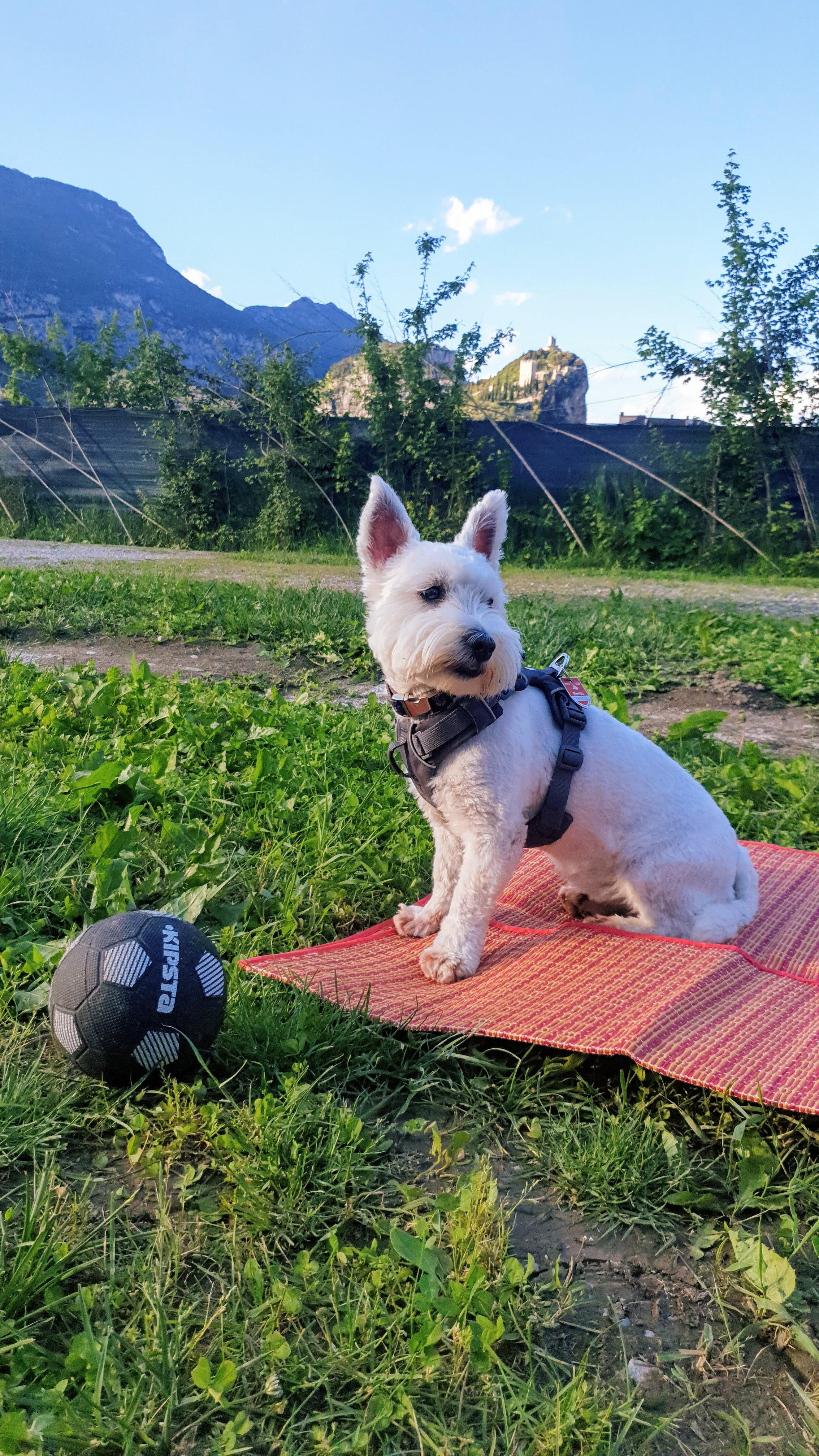 Leeloo with a view at the castle of Arco