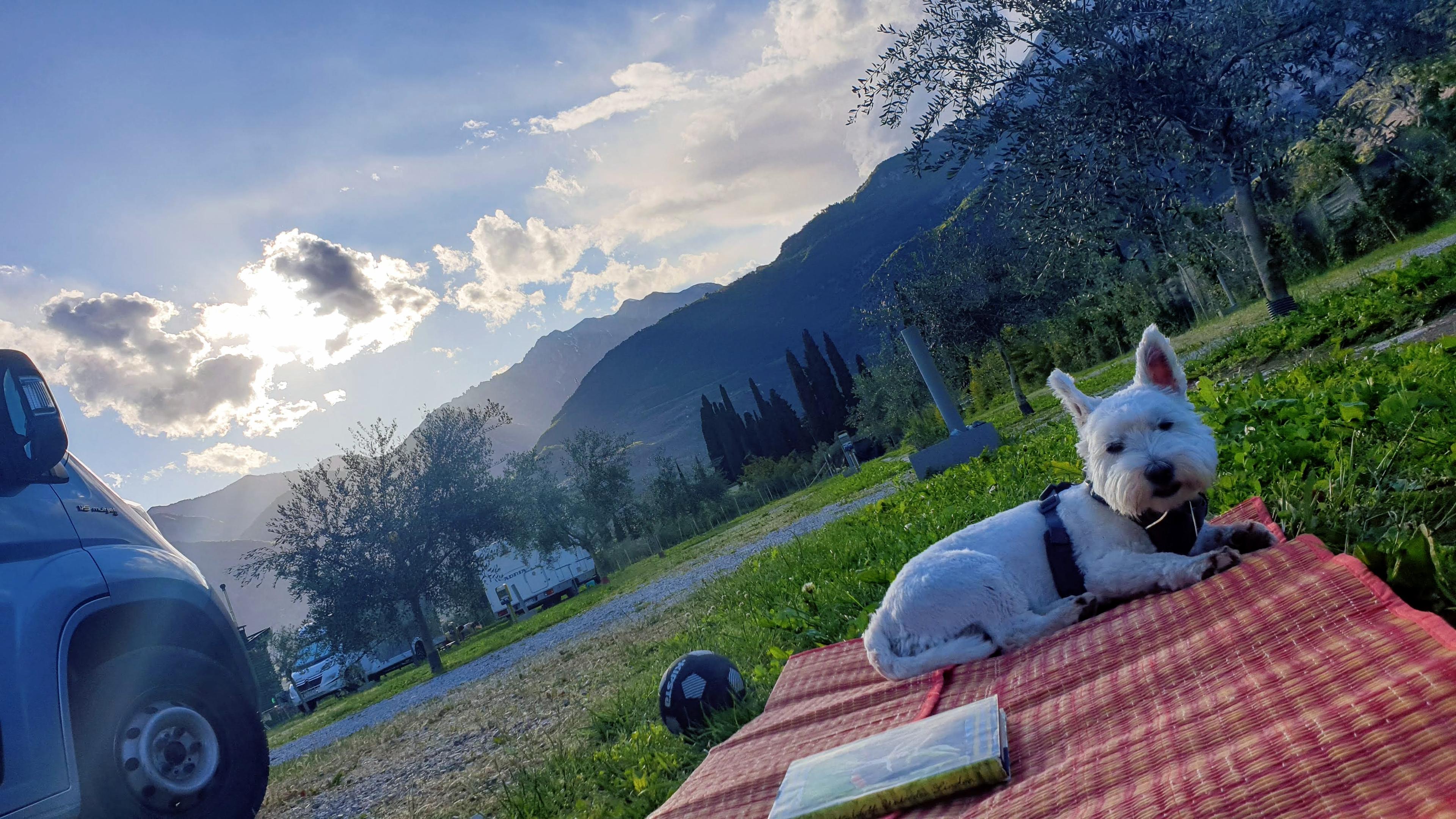 Leeloo resting after a long day