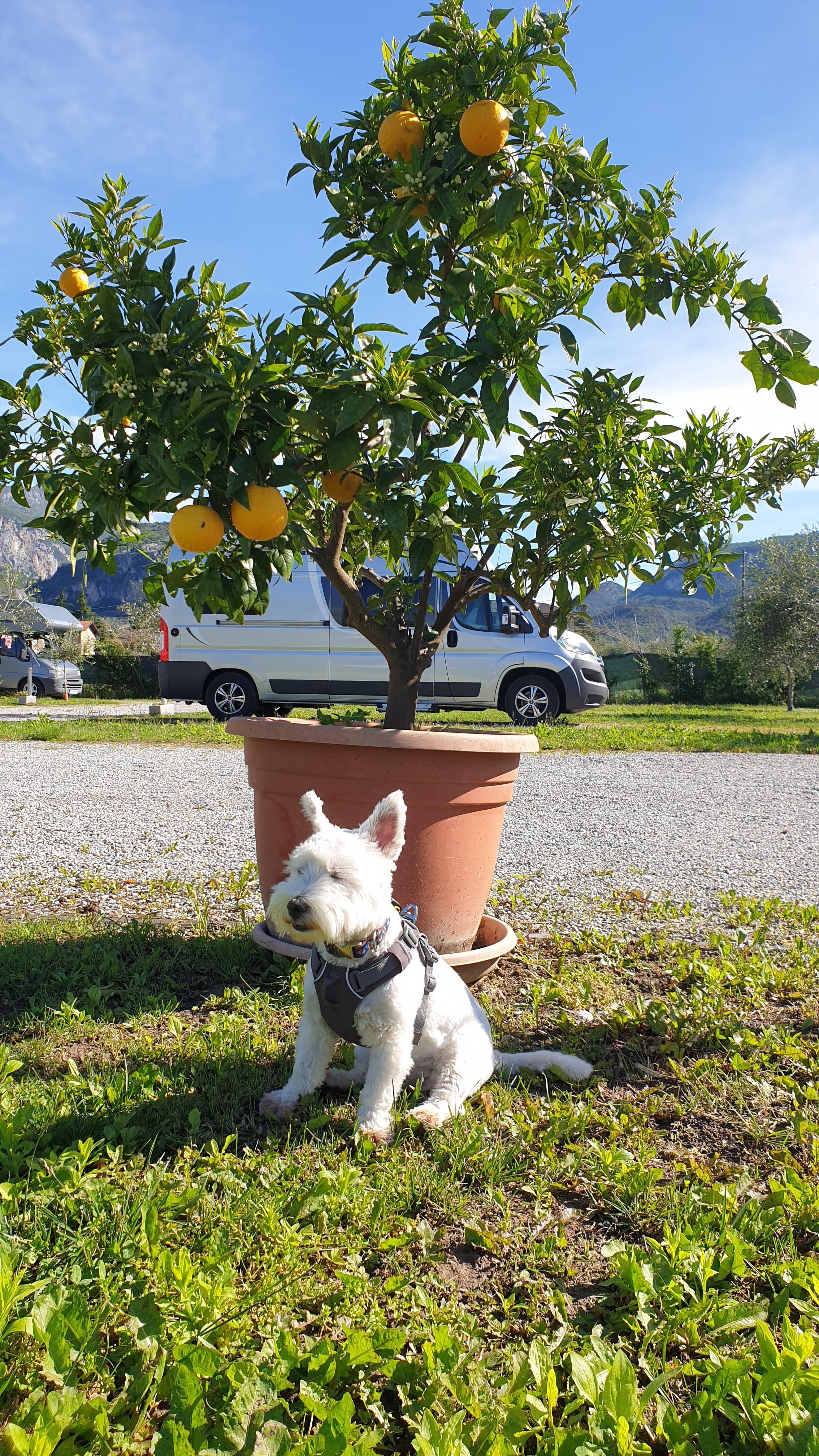 Leeloo next to a lemon tree