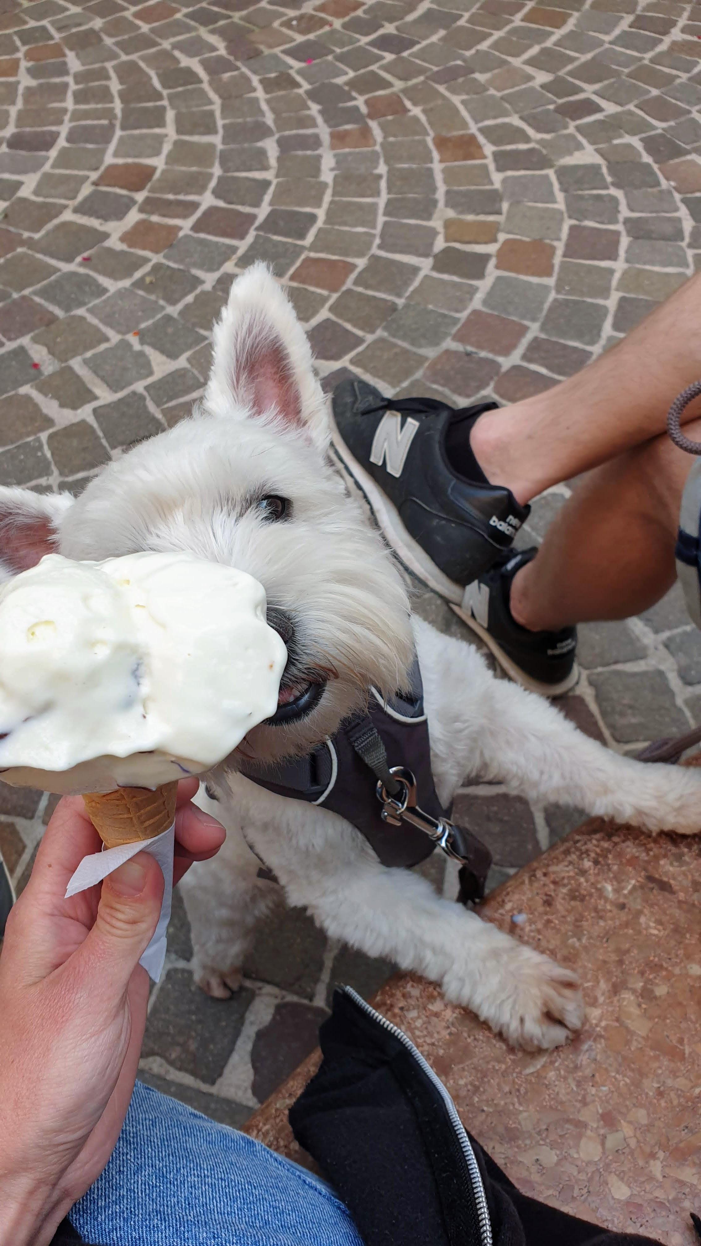 Leeloo sniffing the ice cream