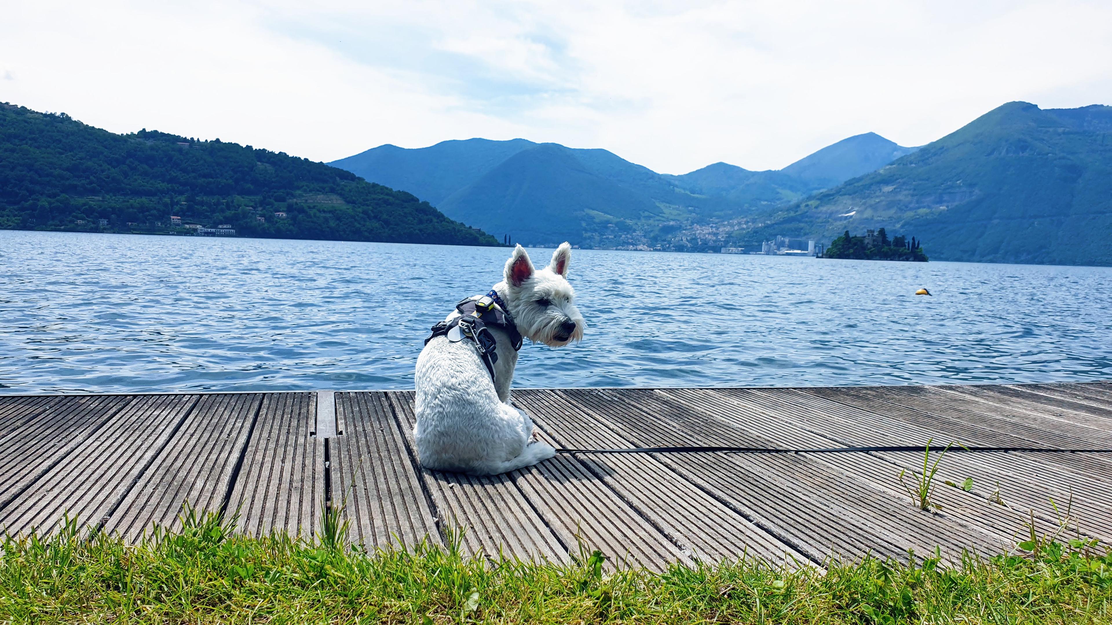 Leeloo on Monte Isola with Lago d'Iseo in the background