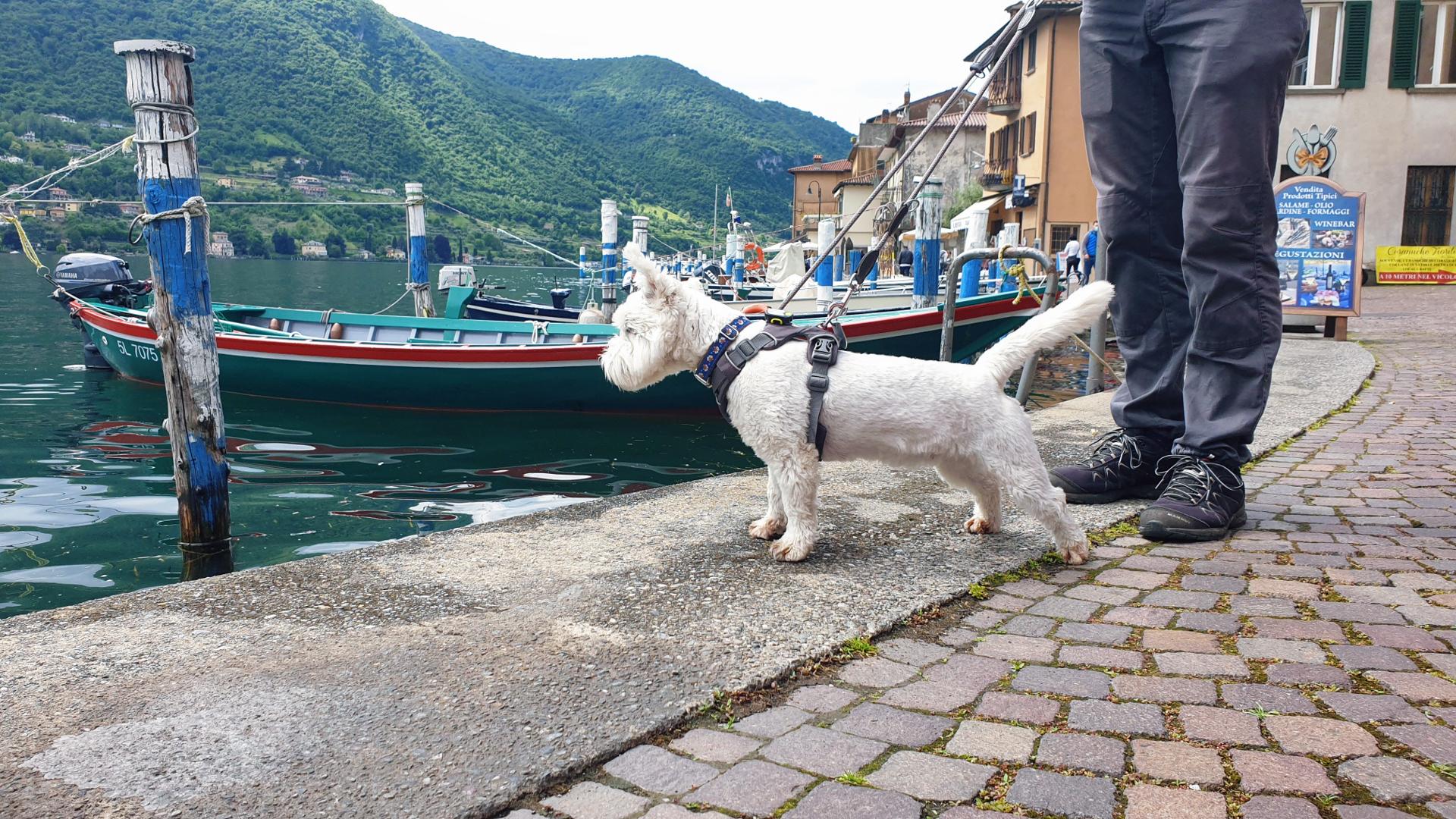 Leeloo is ready to explore the island
