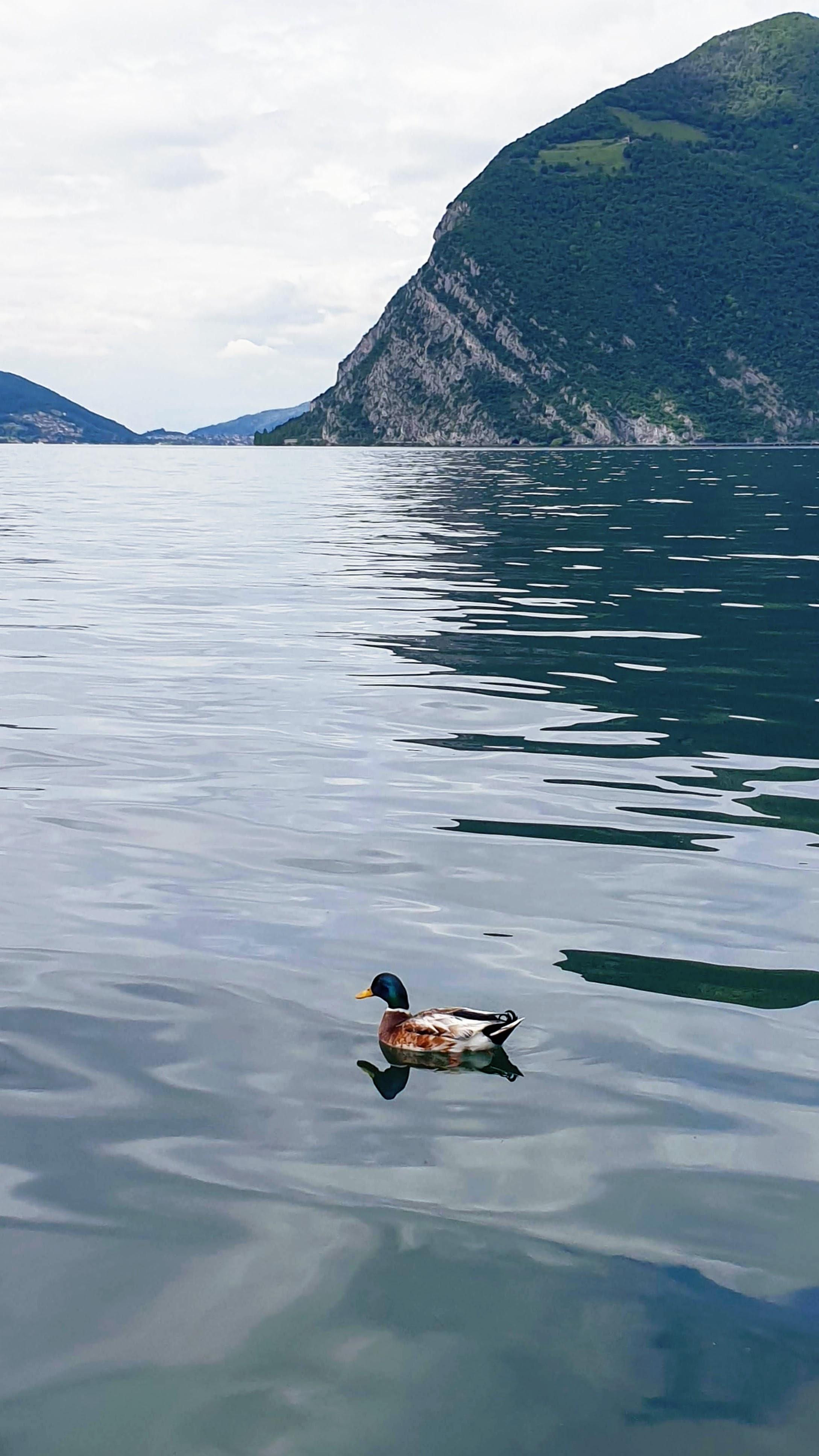 A beautiful duck on Lago d'Iseo