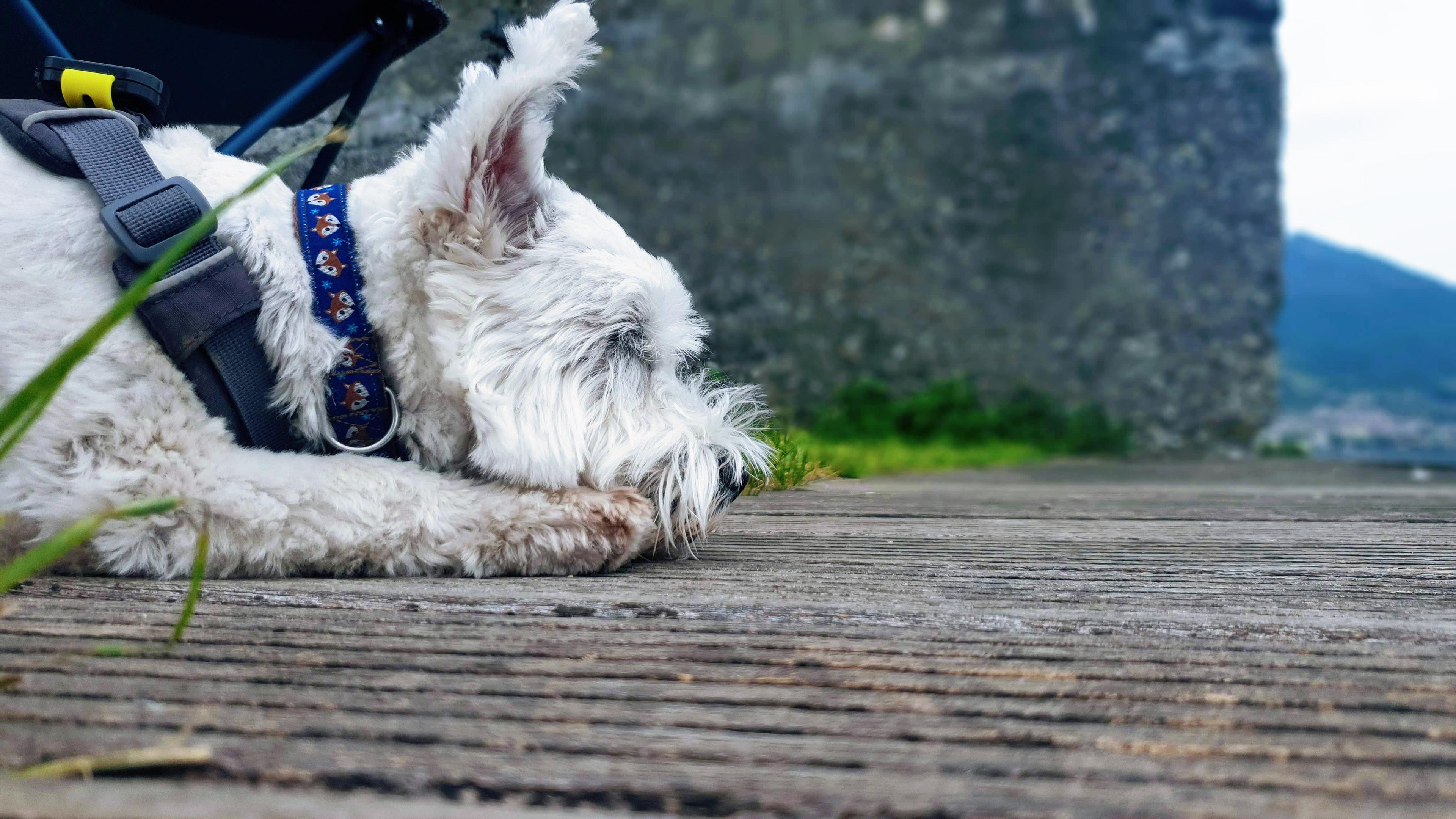 Leeloo napping by the water