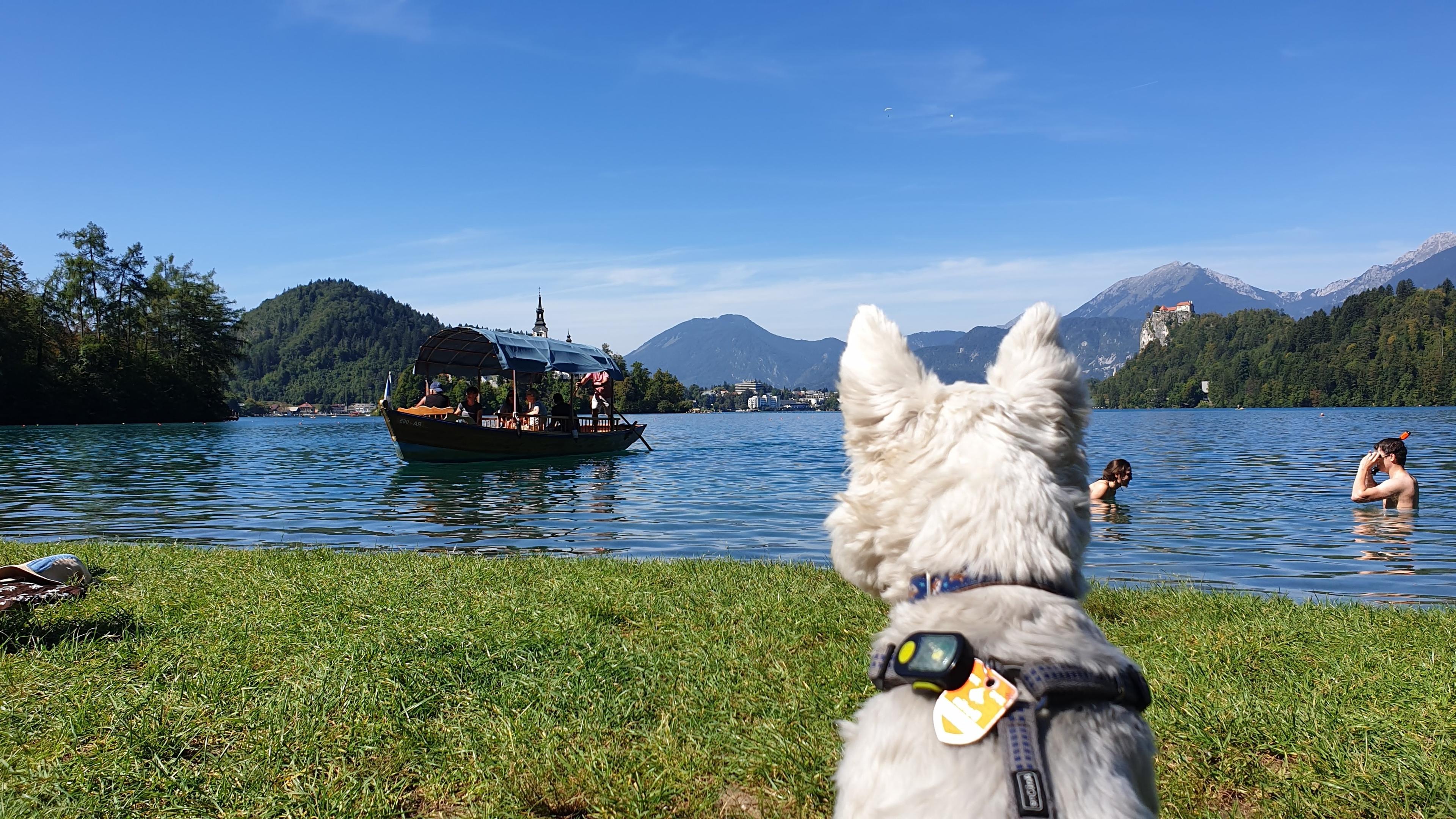 Leeloo by an alpine lake in Slovenia with the Julian Alps behind