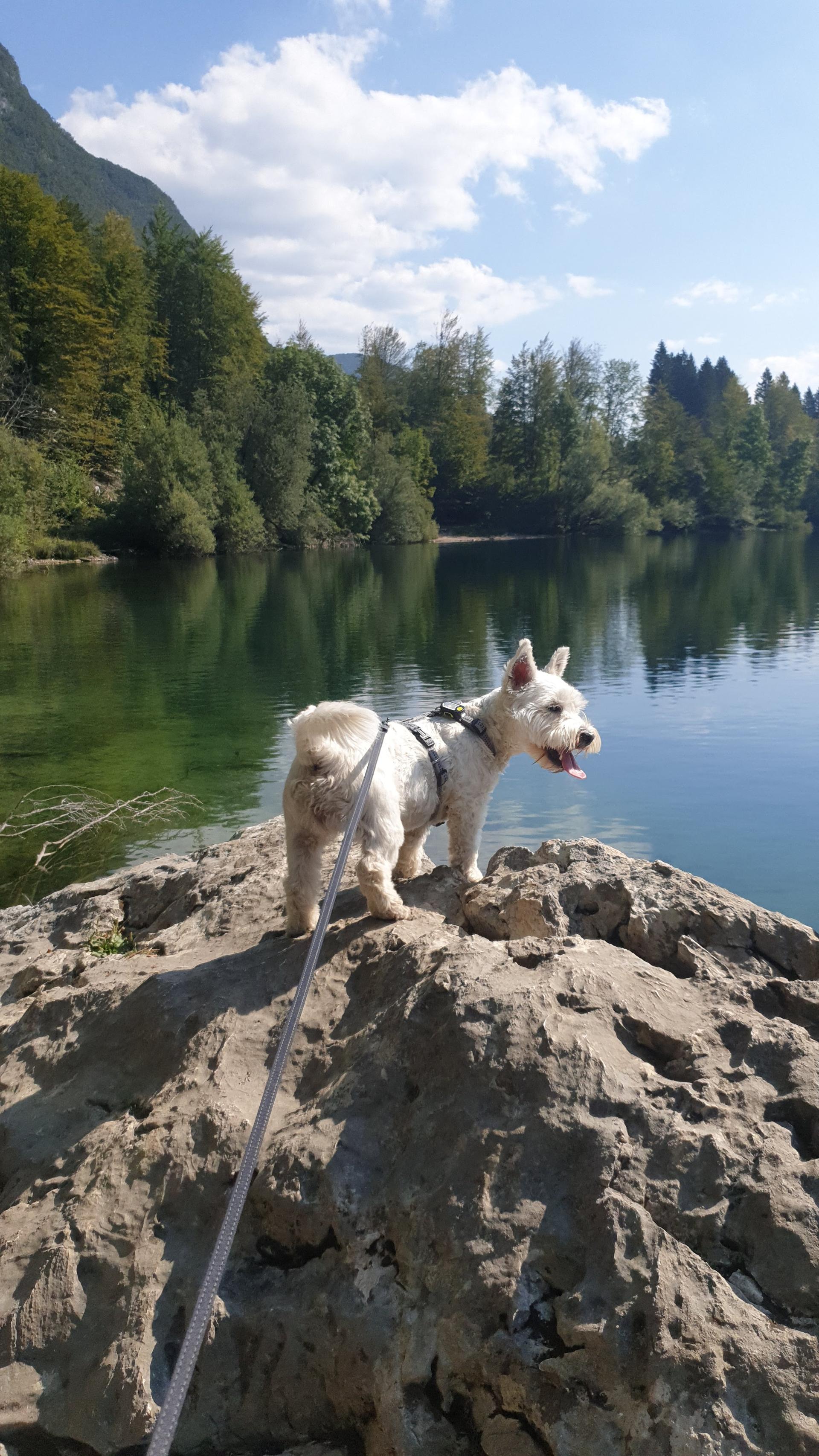 Leeloo at the Lake Bohinj with the Julian Alps in the background