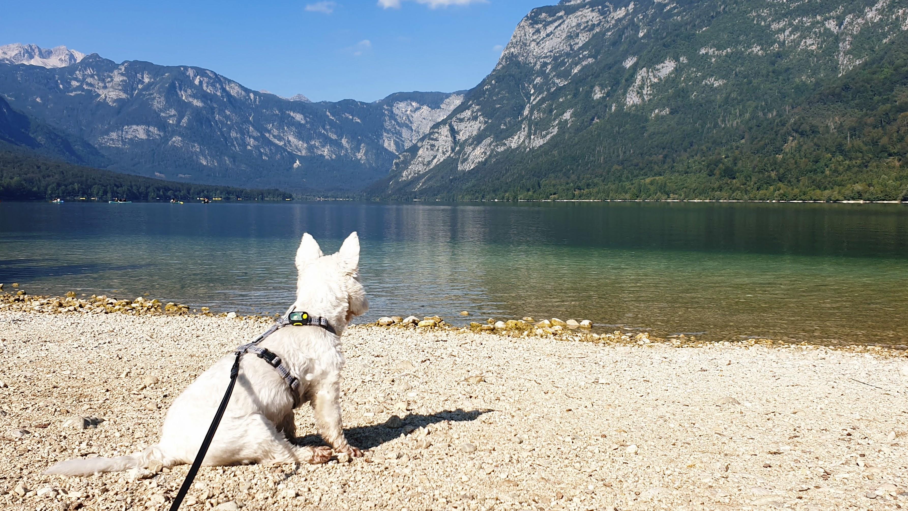 Leeloo on the Lake Bohinj loop trail