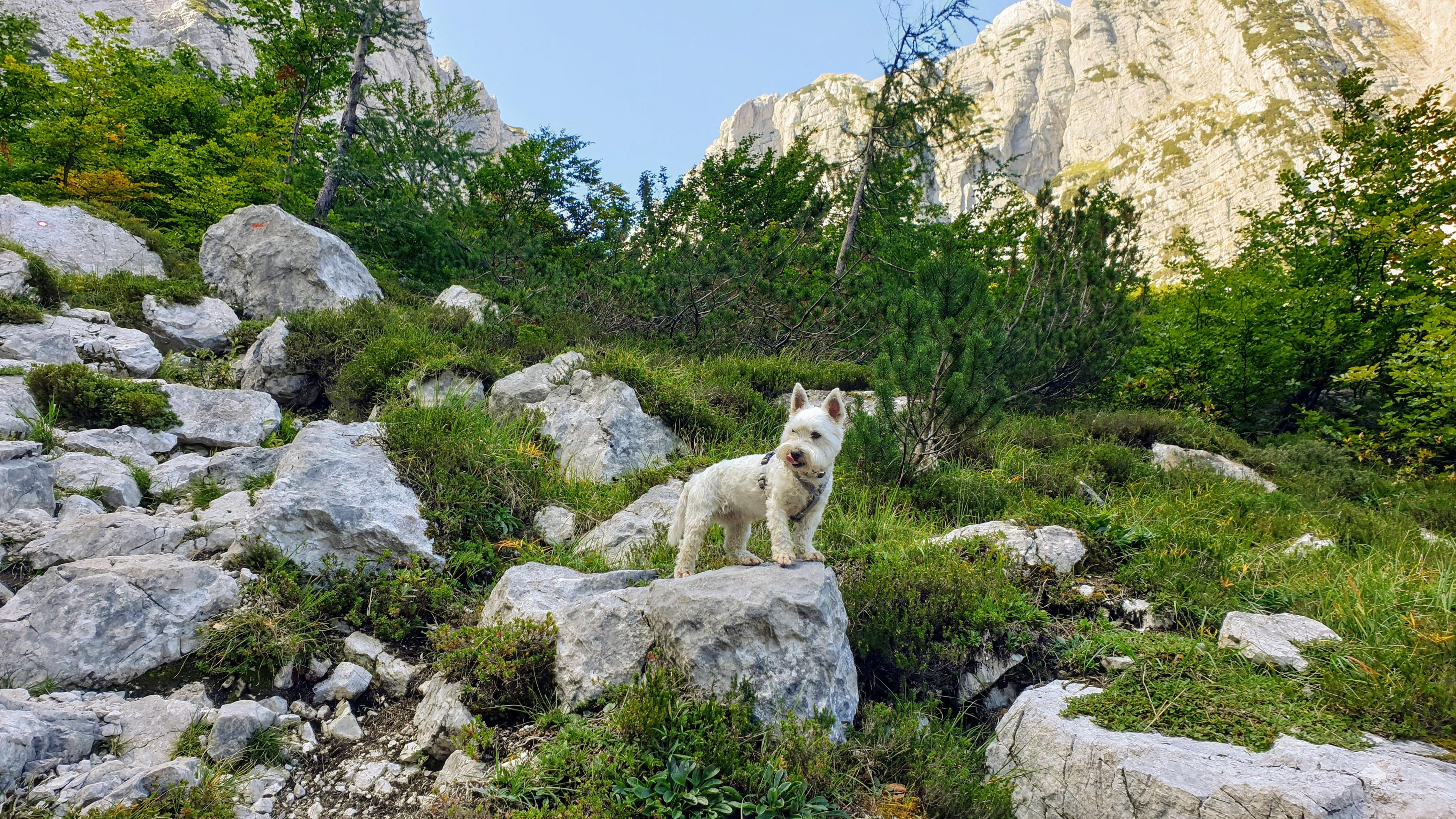 Little explorer in the Julian Alps