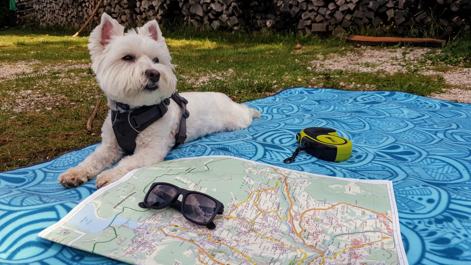 Leeloo ready for a hike
