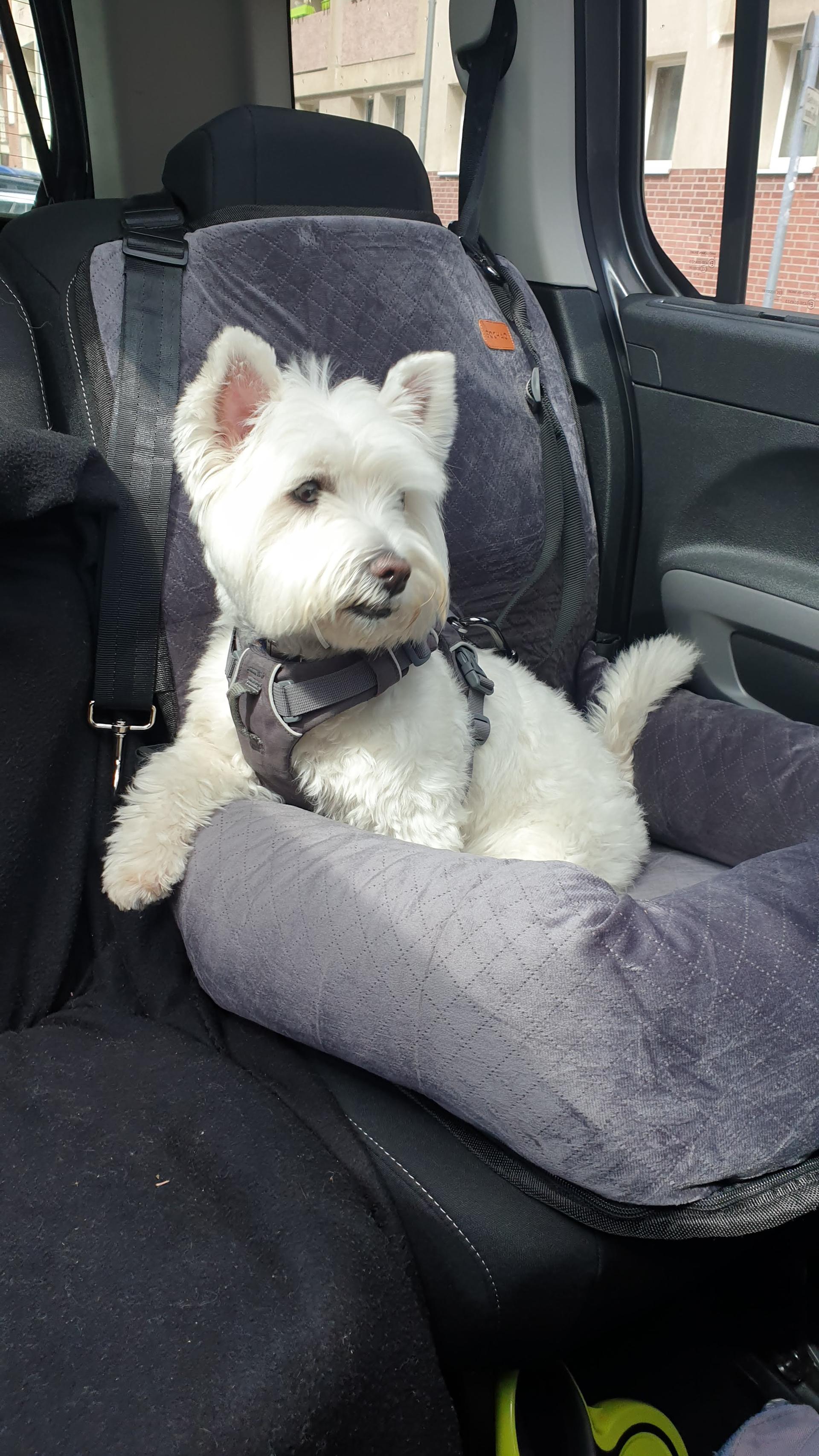 Leeloo in her car seat