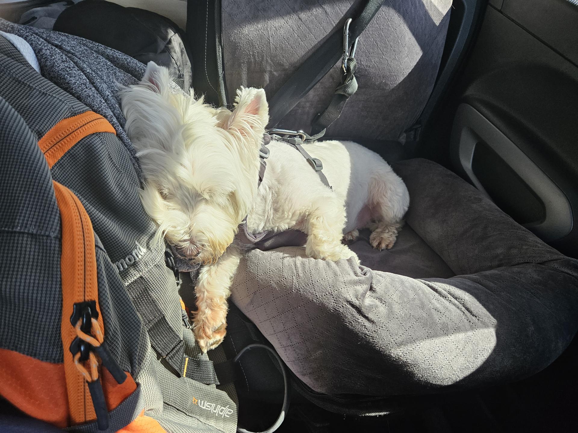 Leeloo sleeping in car