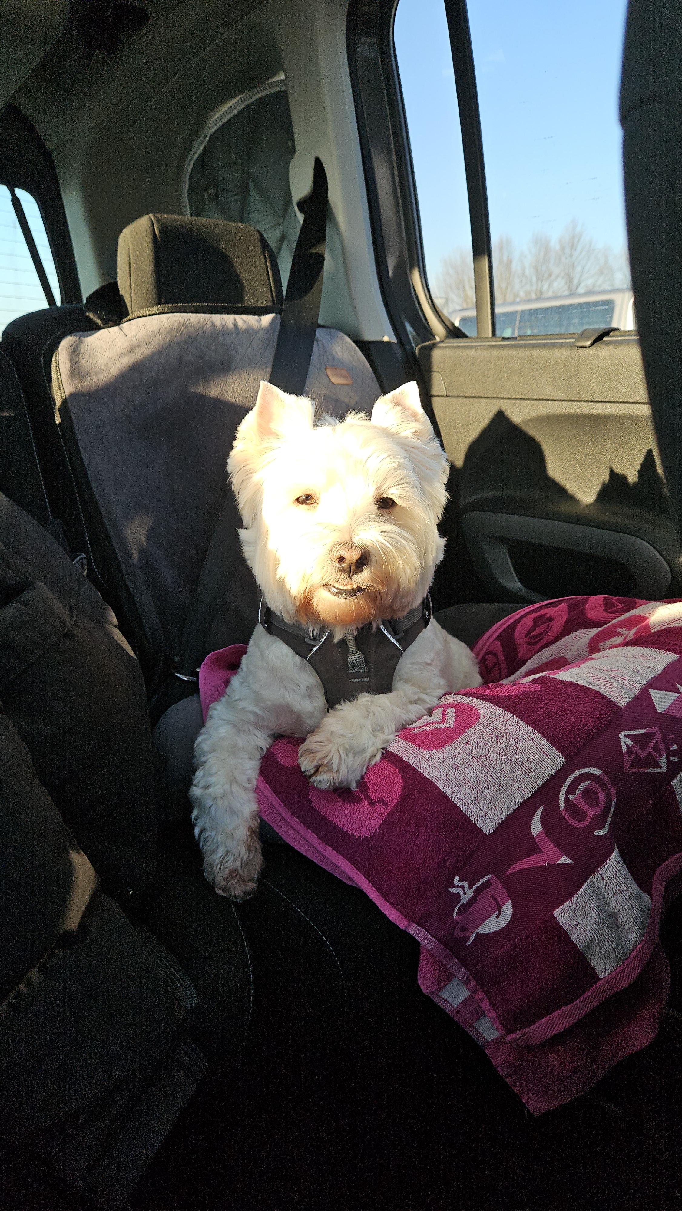 Leeloo loves her car seat — it's her safe space on the road