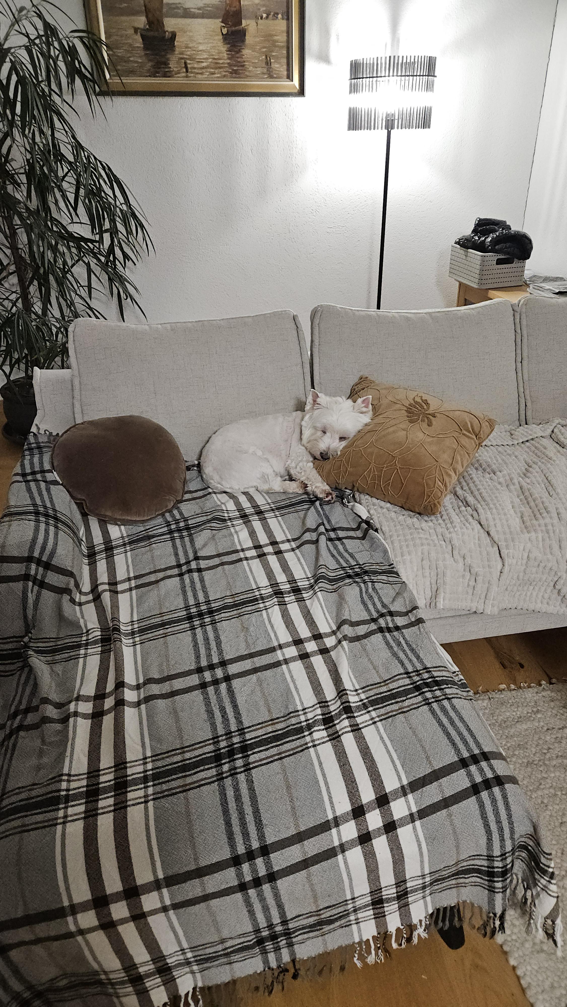Leeloo napping peacefully after a long day of exploring new places