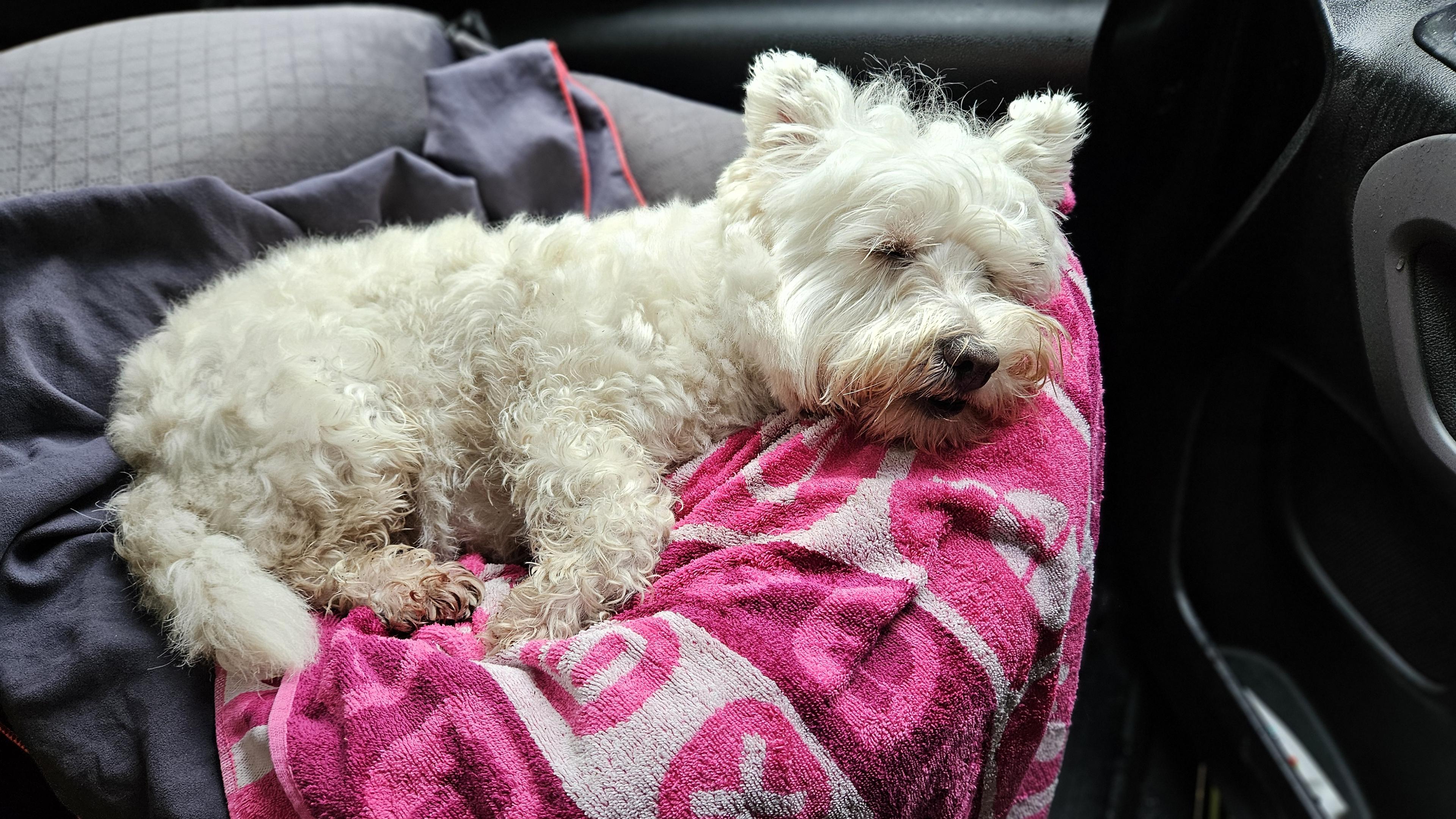 Leeloo settled in her car seat with her favourite blanket