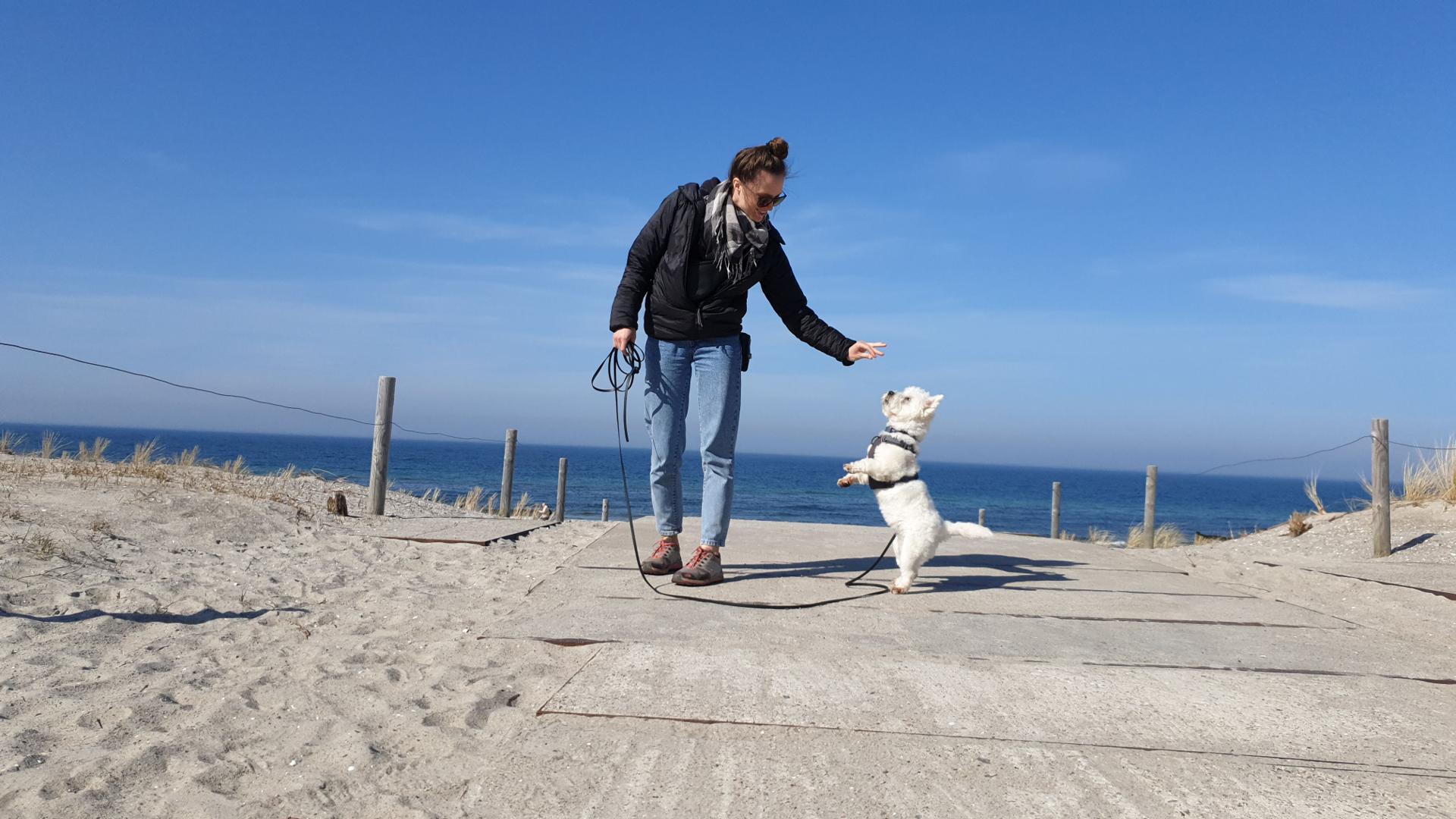 Leeloo the Westie ready for her next adventure