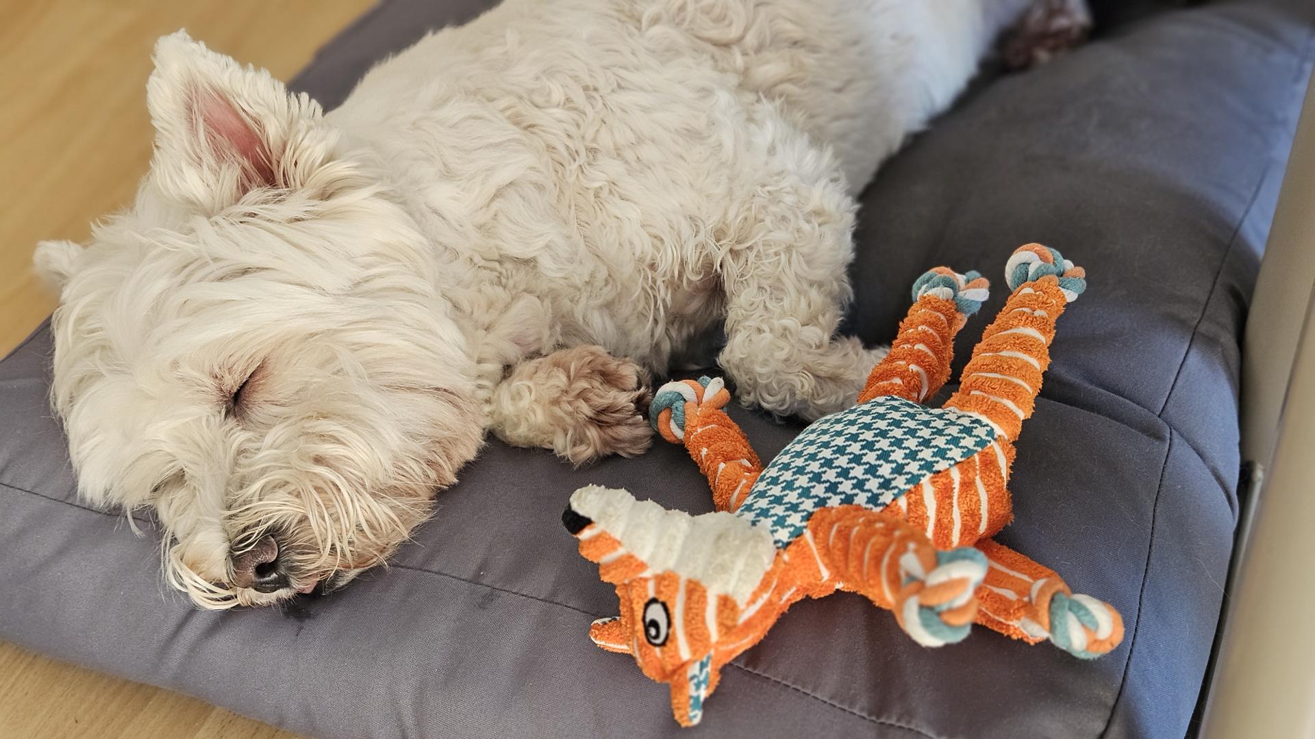 Leeloo dreaming of new adventures