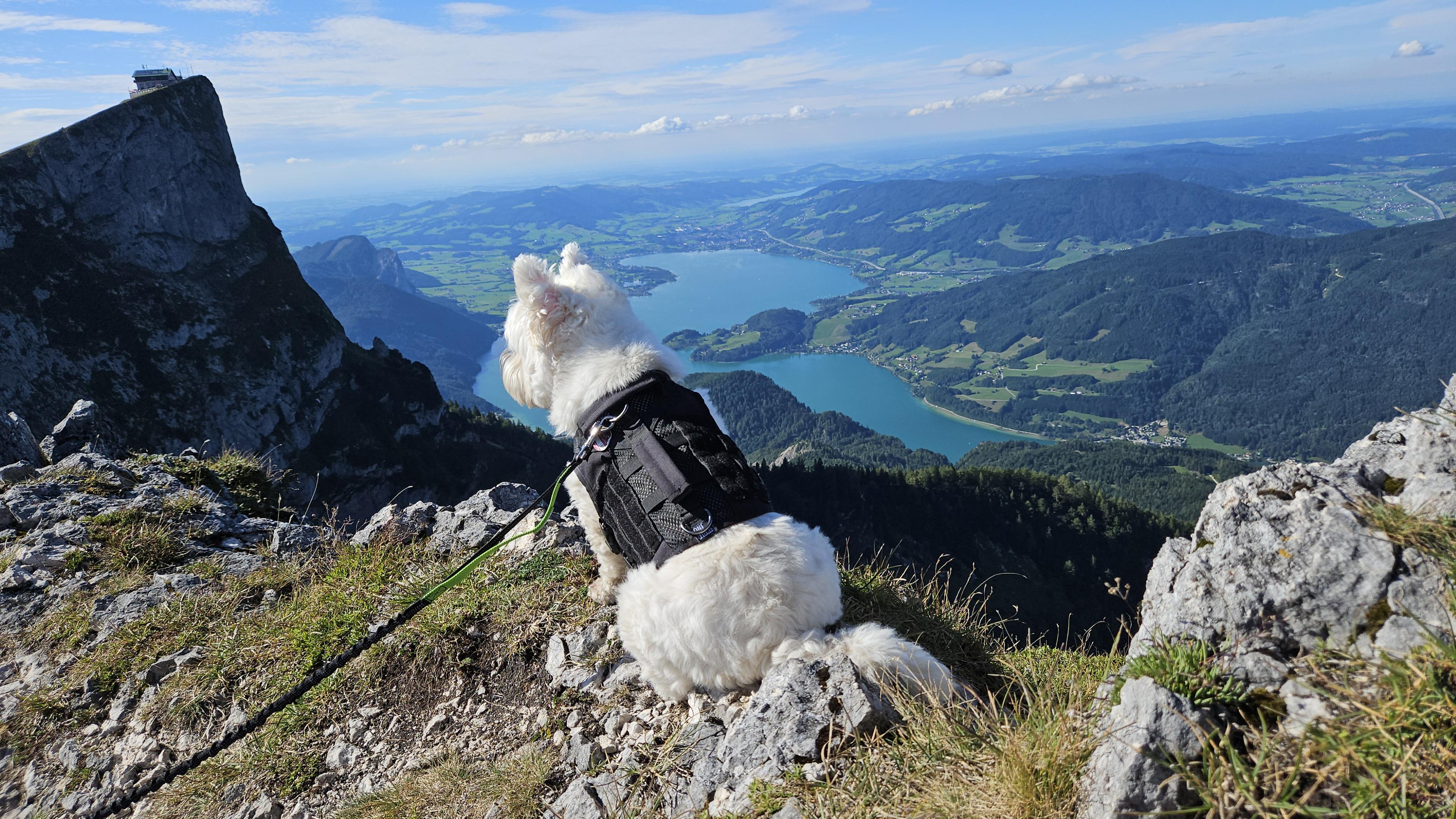 Leeloo the Westie on a mountain trail