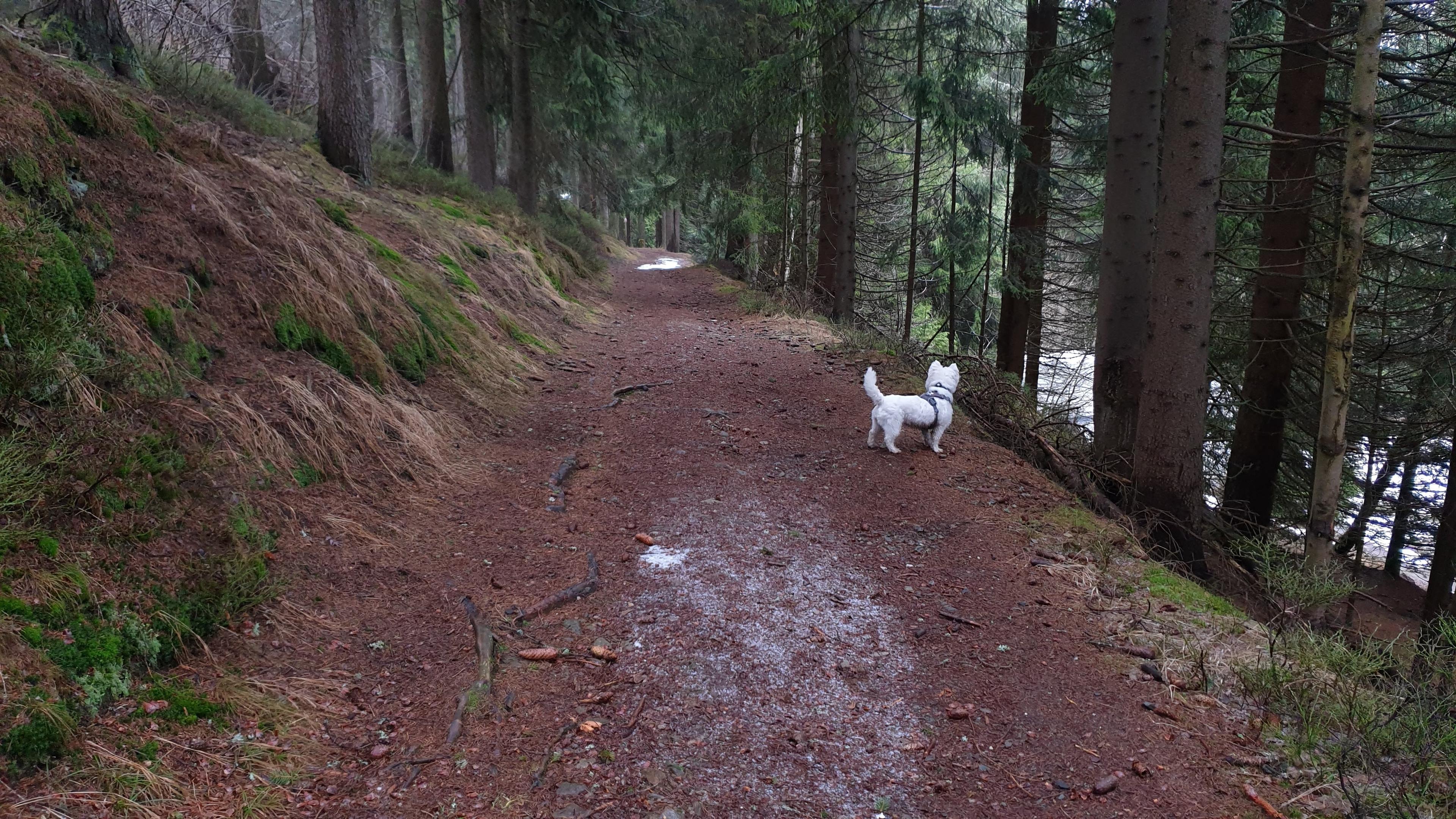 Leeloo as a puppy discovering the forest for the first time
